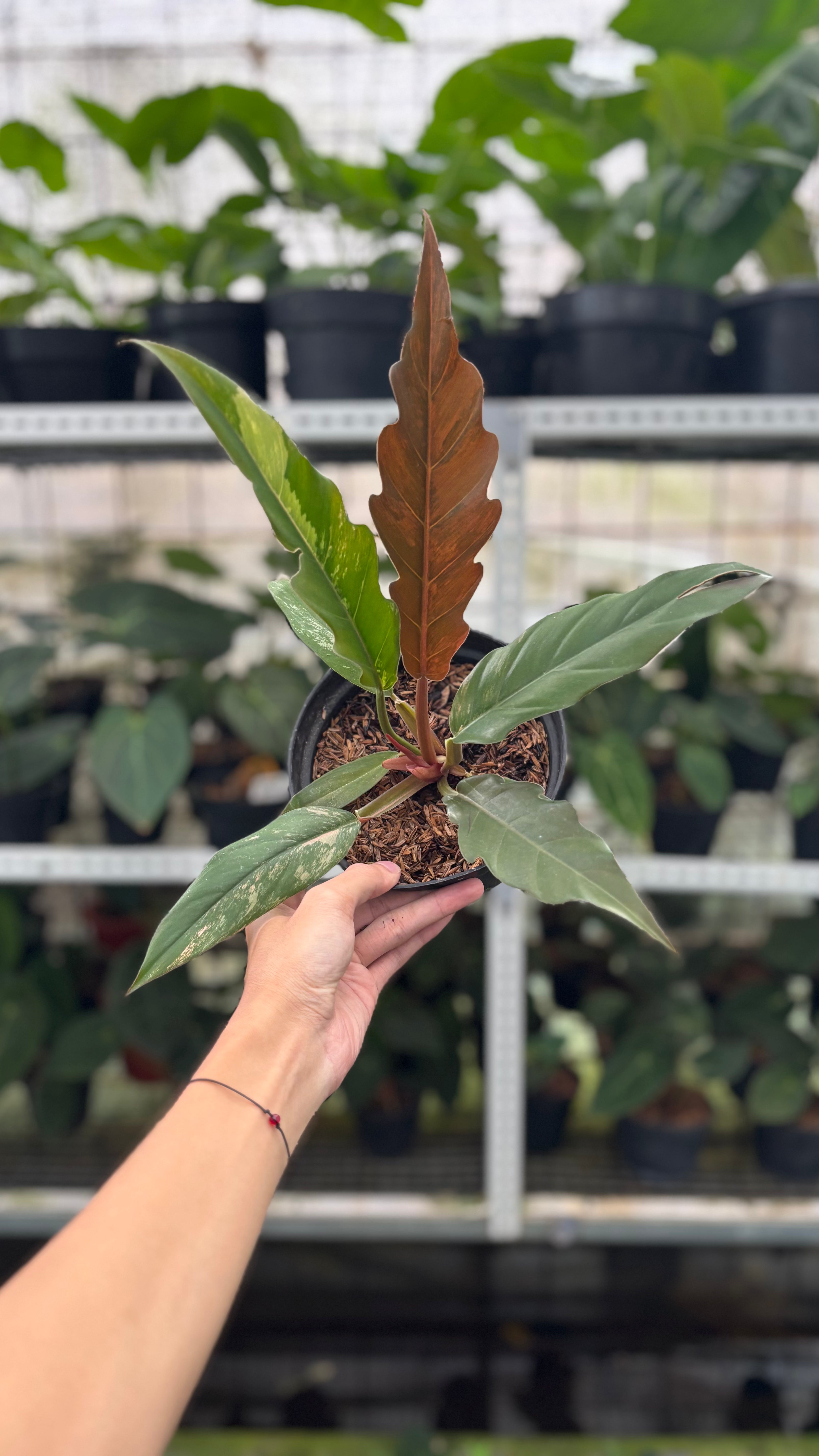 RP8-12 Philodendron Caramel Marble Variegated