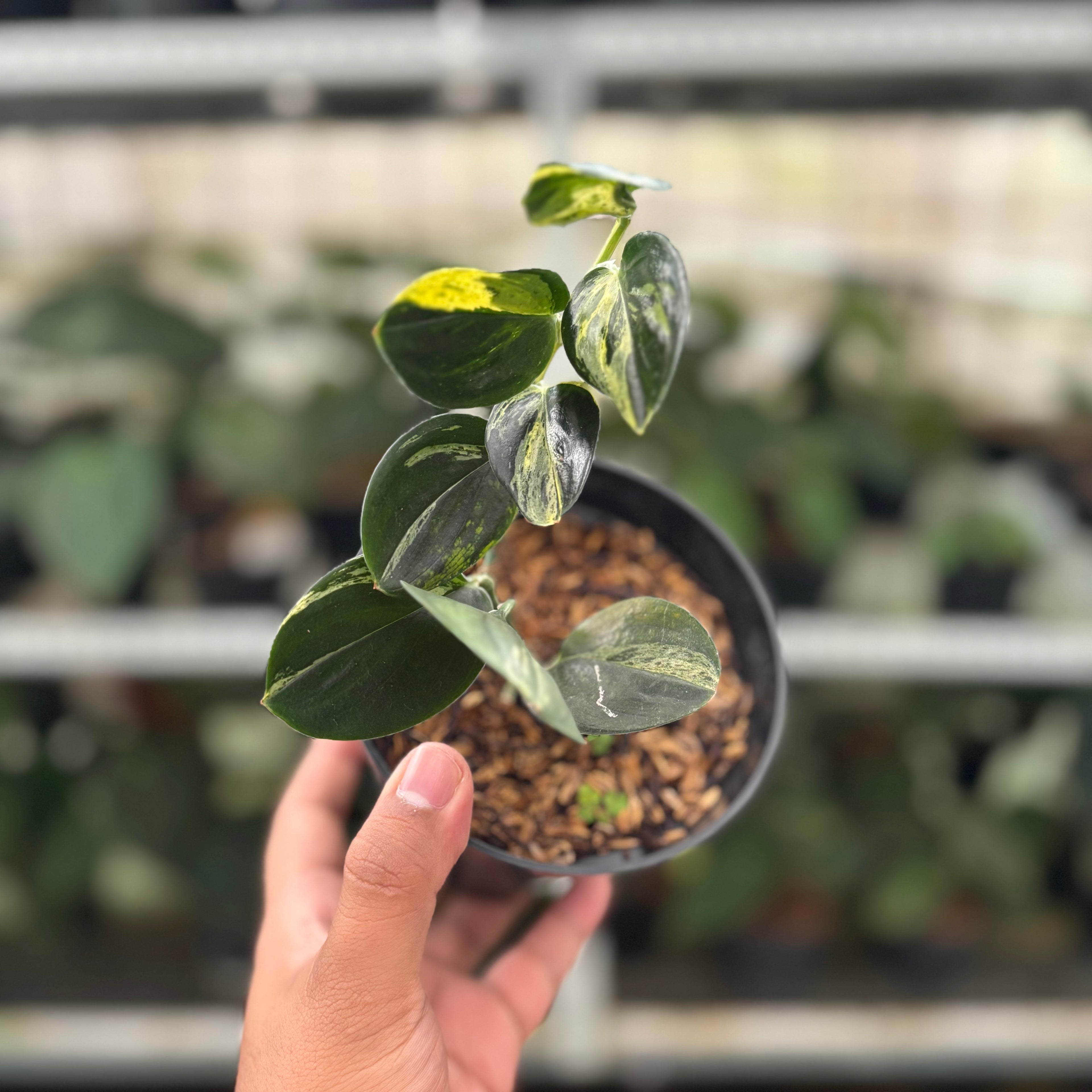 RP9-12 Scindapsus Treaubli Black Variegated