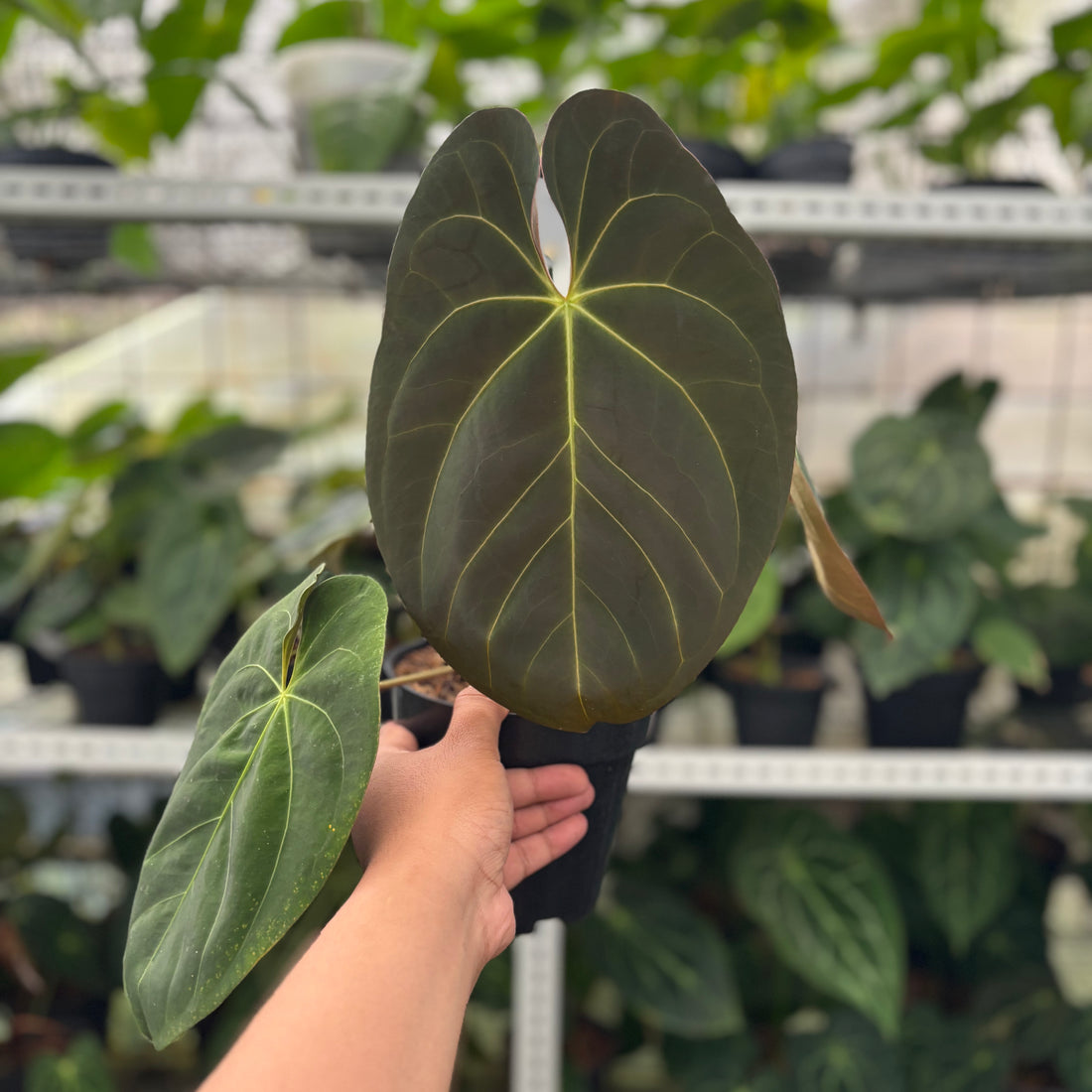 RP10-12 Anthurium Hoffmani x Blue x one
