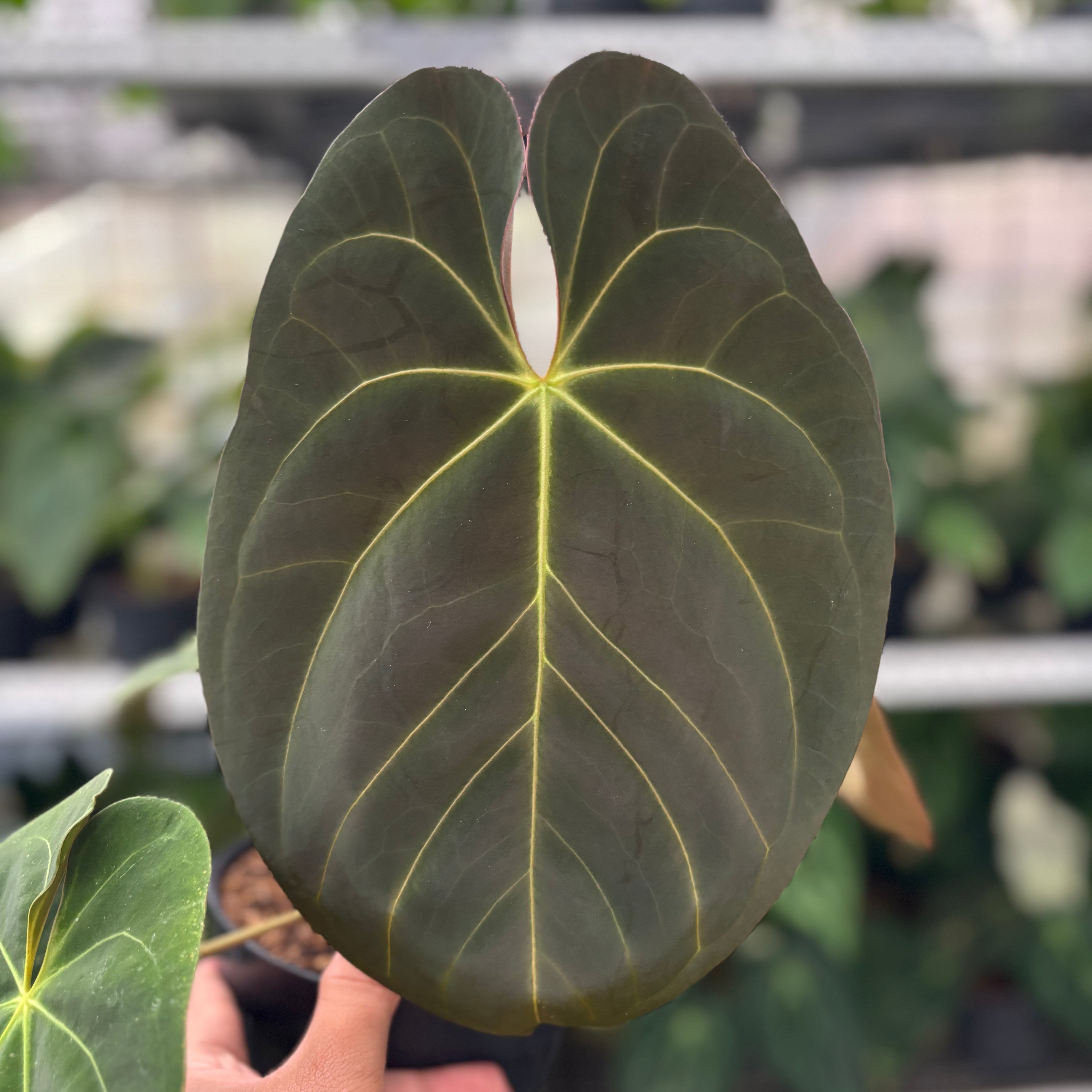 RP10-12 Anthurium Hoffmani x Blue x one