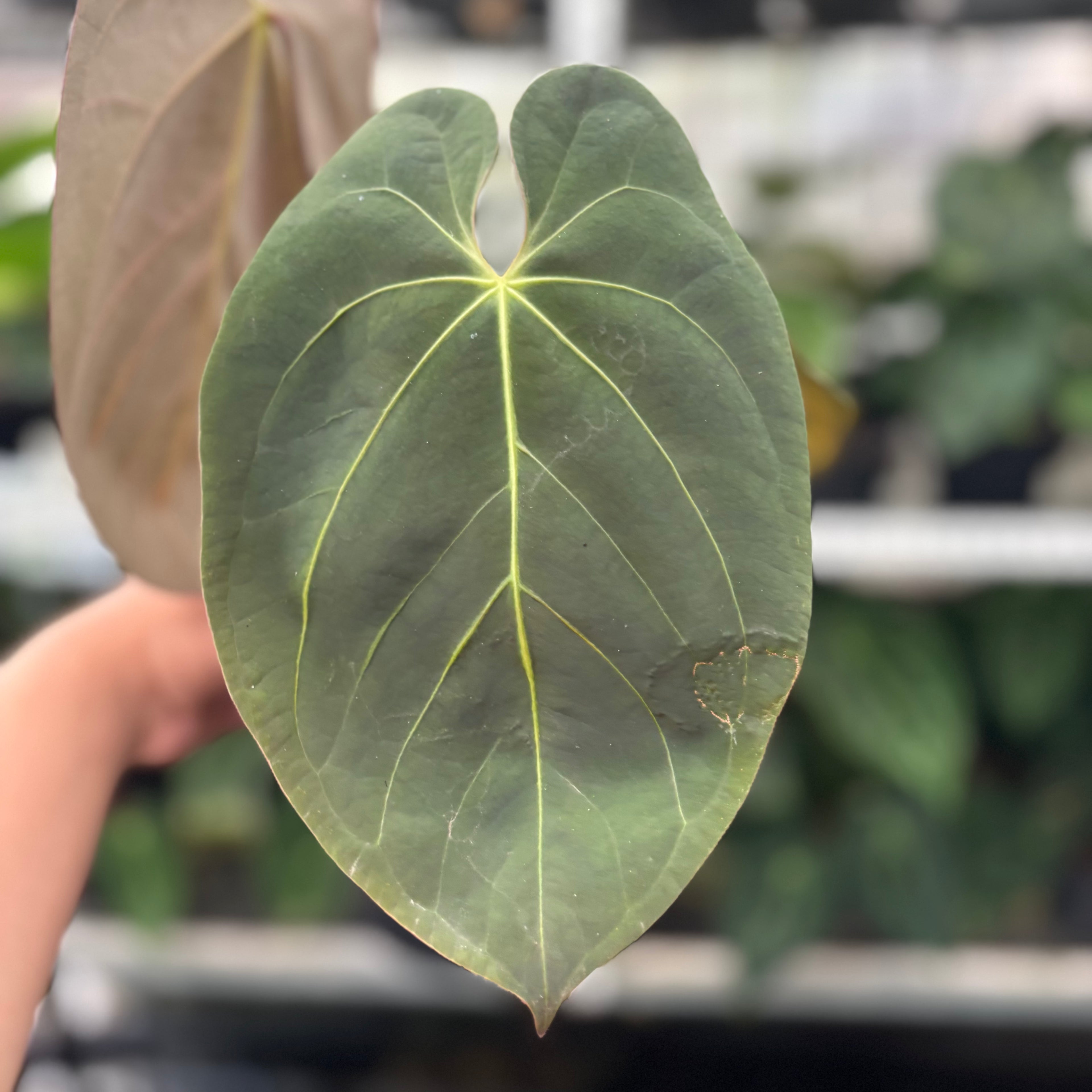 RP10-12 Anthurium Hoffmani x Blue x one