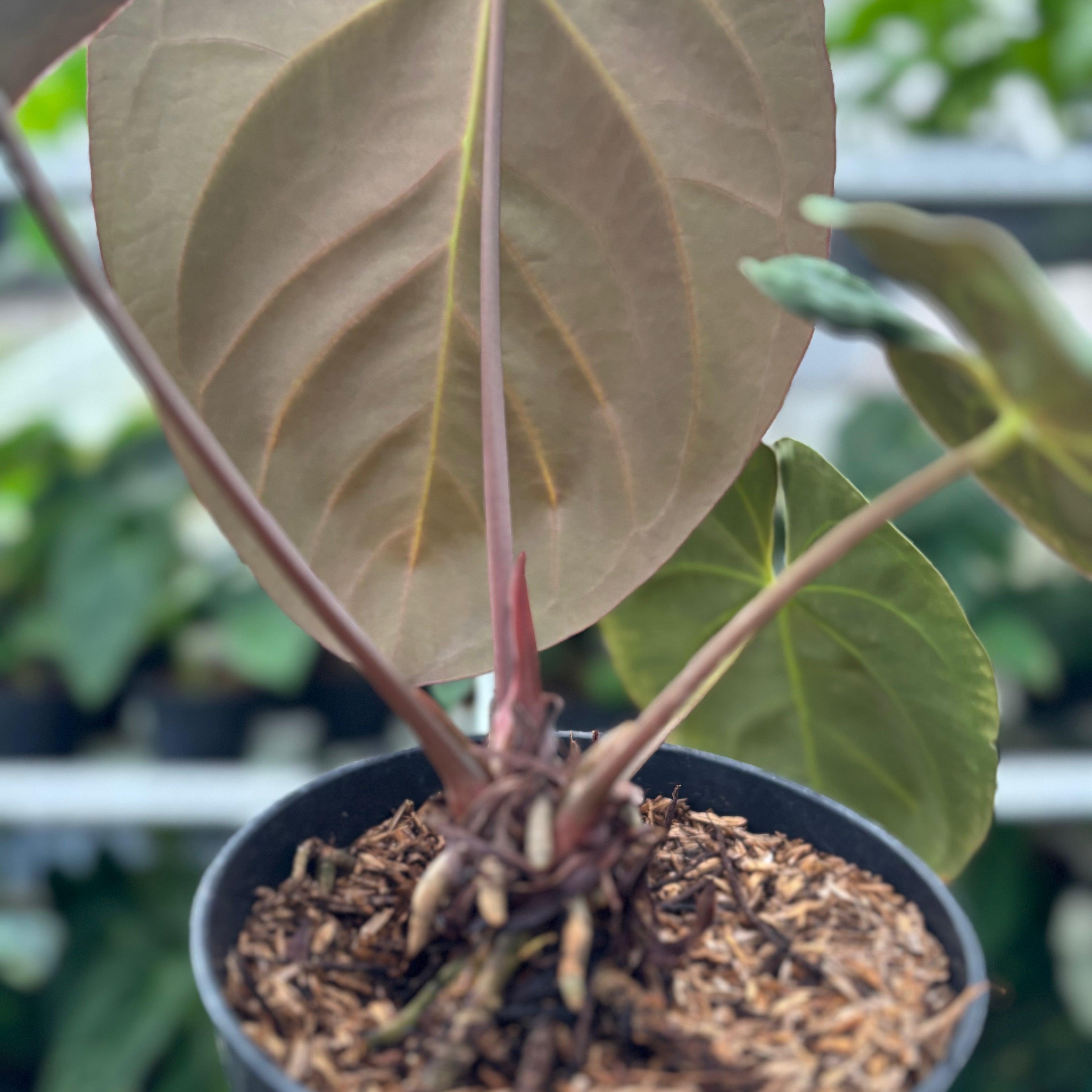 RP10-12 Anthurium Hoffmani x Blue x one