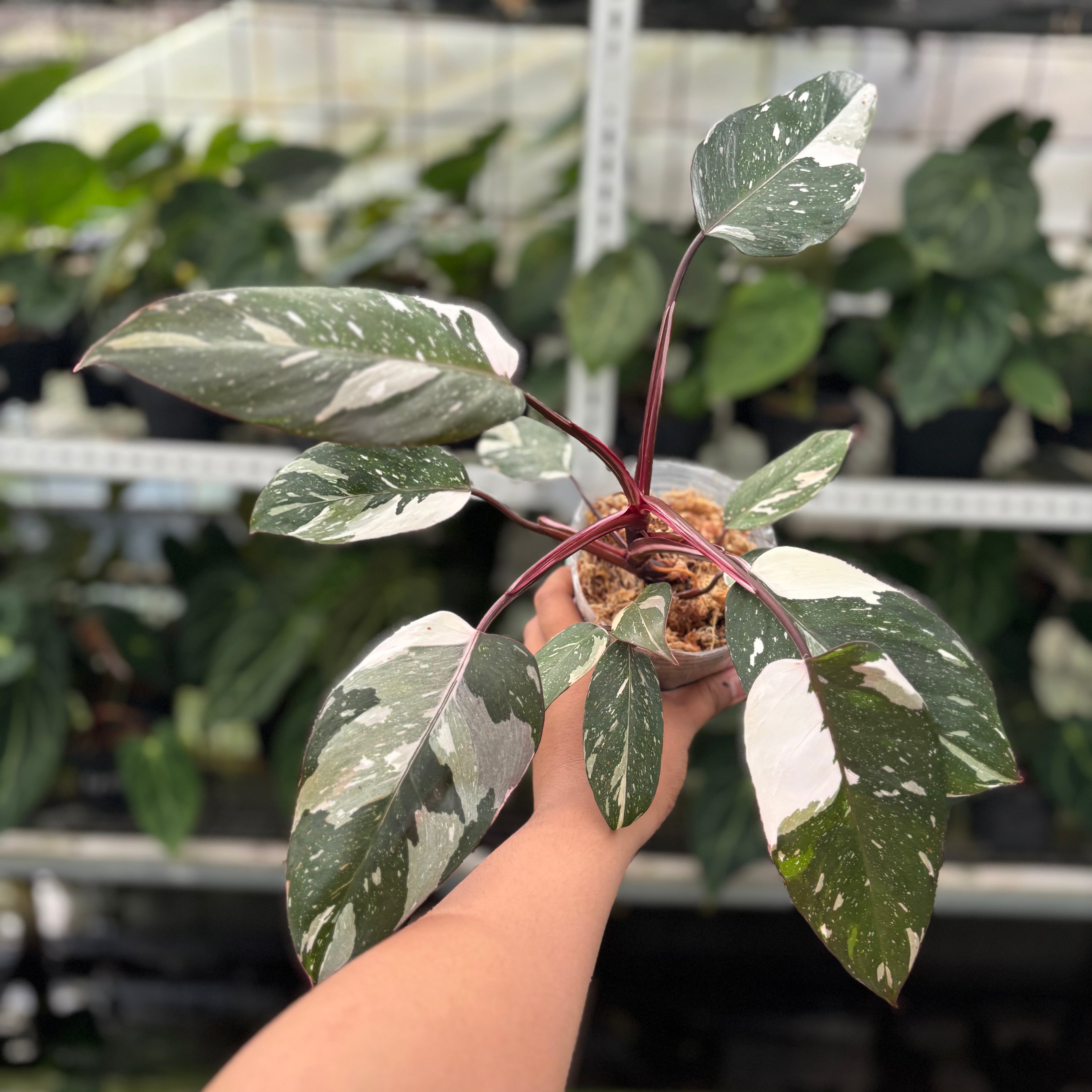 RP11-12 Philodendron Red Anderson