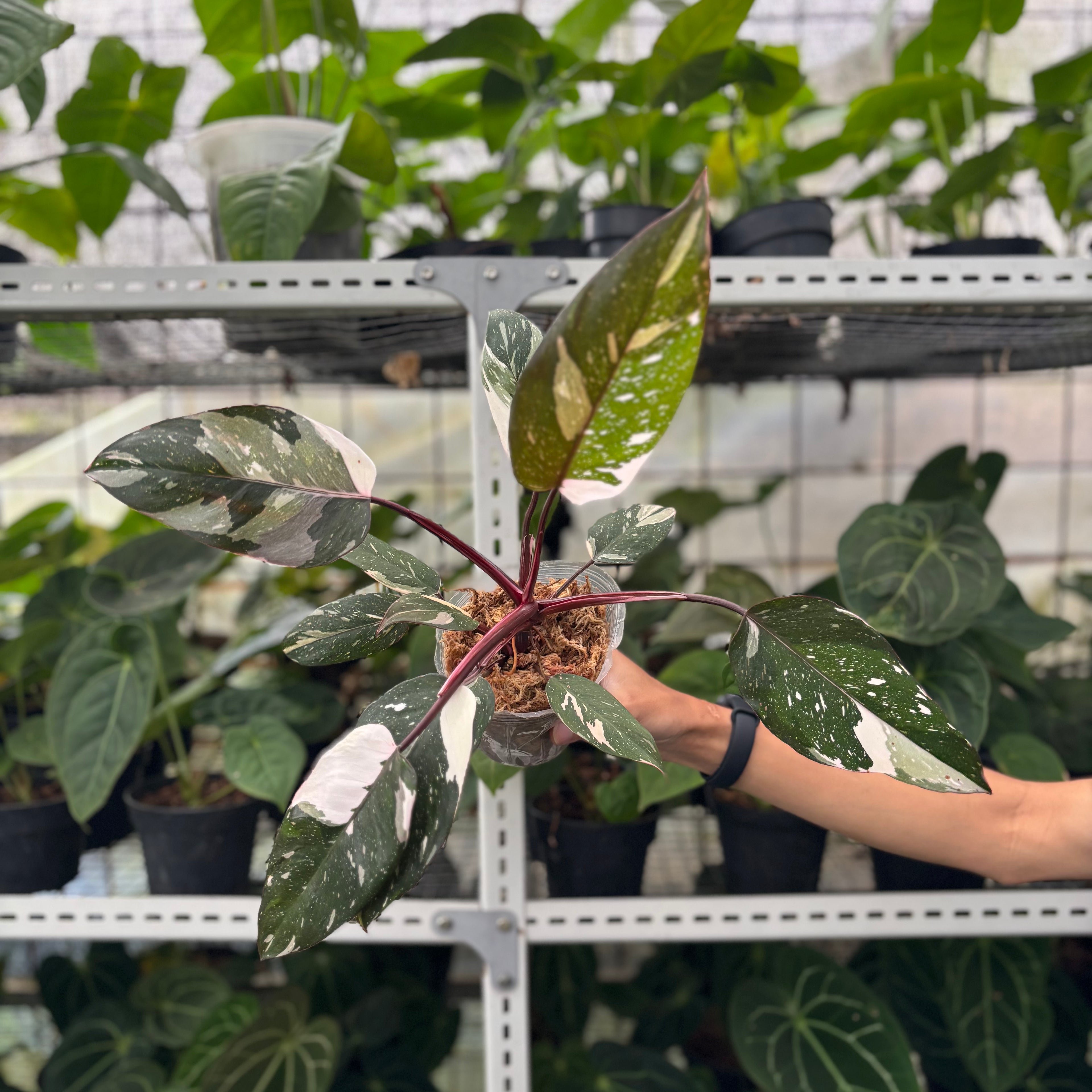 RP11-12 Philodendron Red Anderson