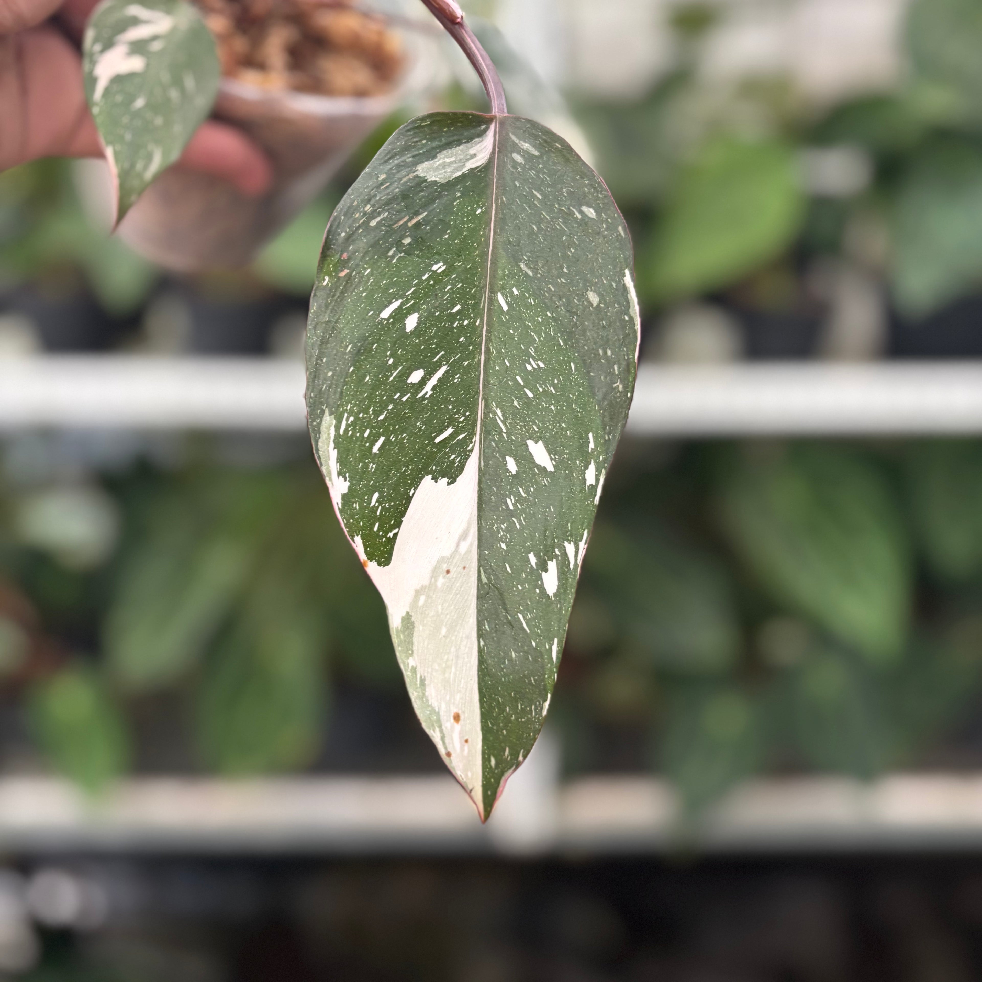 RP11-12 Philodendron Red Anderson