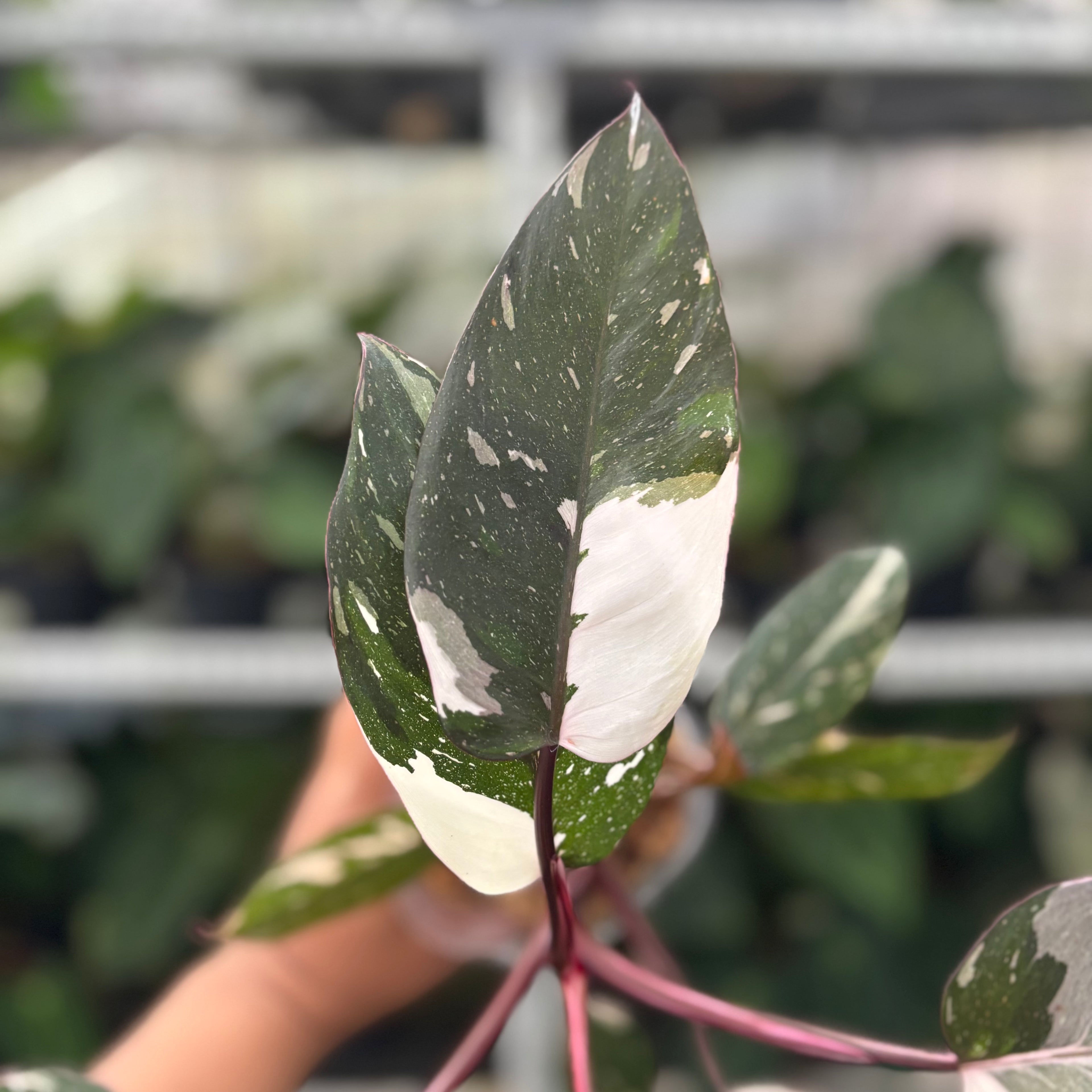 RP11-12 Philodendron Red Anderson