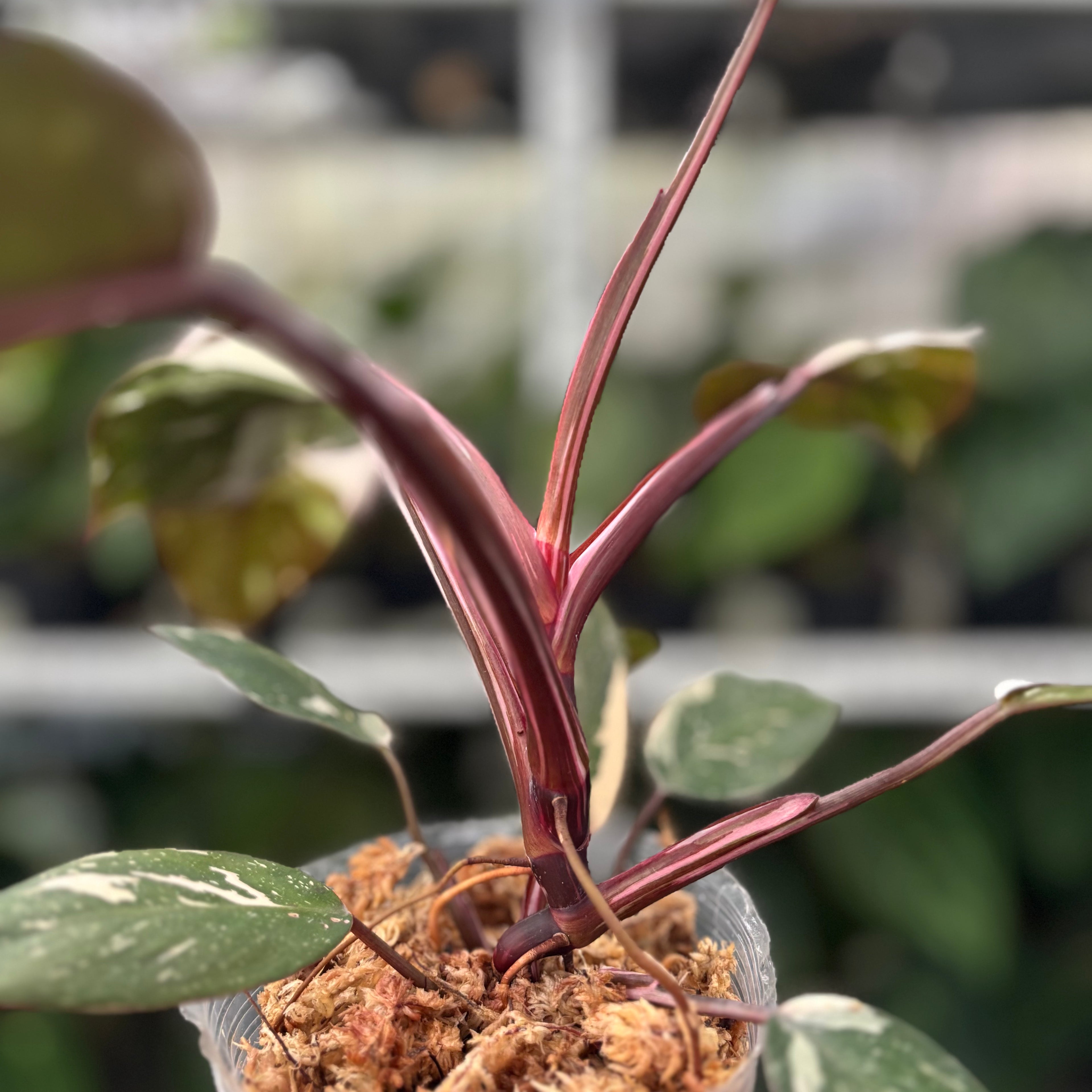 RP11-12 Philodendron Red Anderson