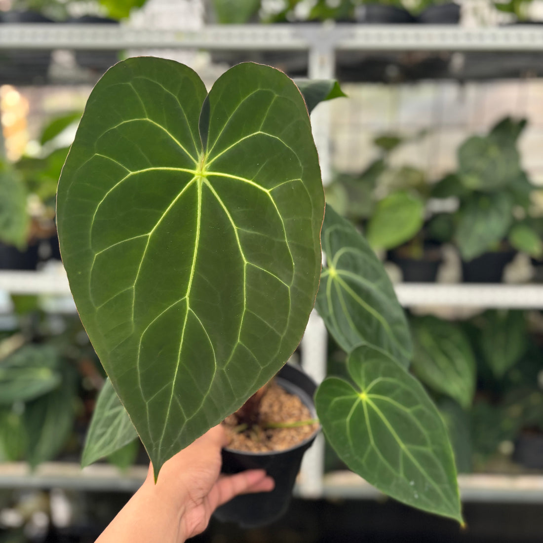 RP12-12 Anthurium Red Spider Hybrid