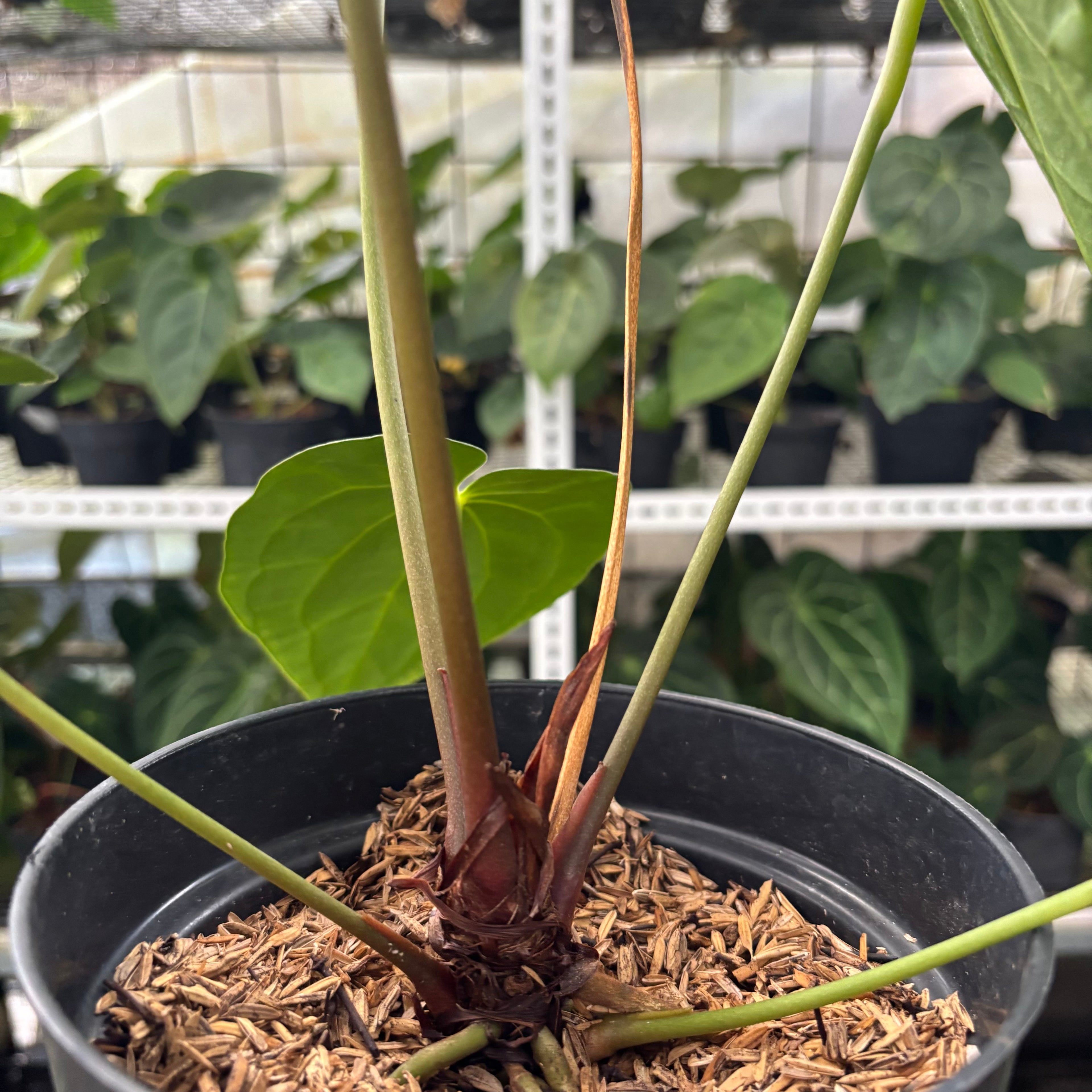 RP12-12 Anthurium Red Spider Hybrid