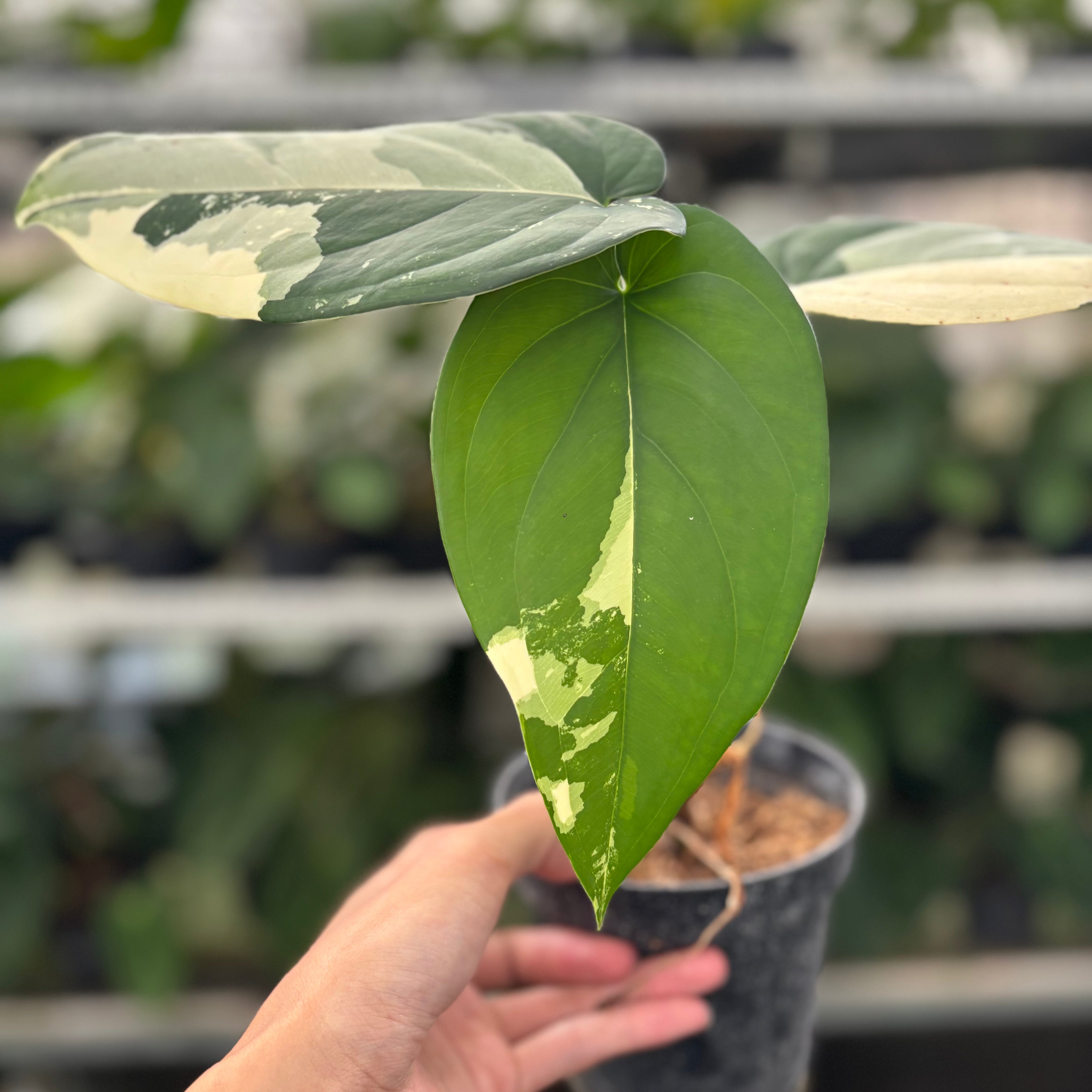 RP13-12 Syngonium Chiapense Variegated