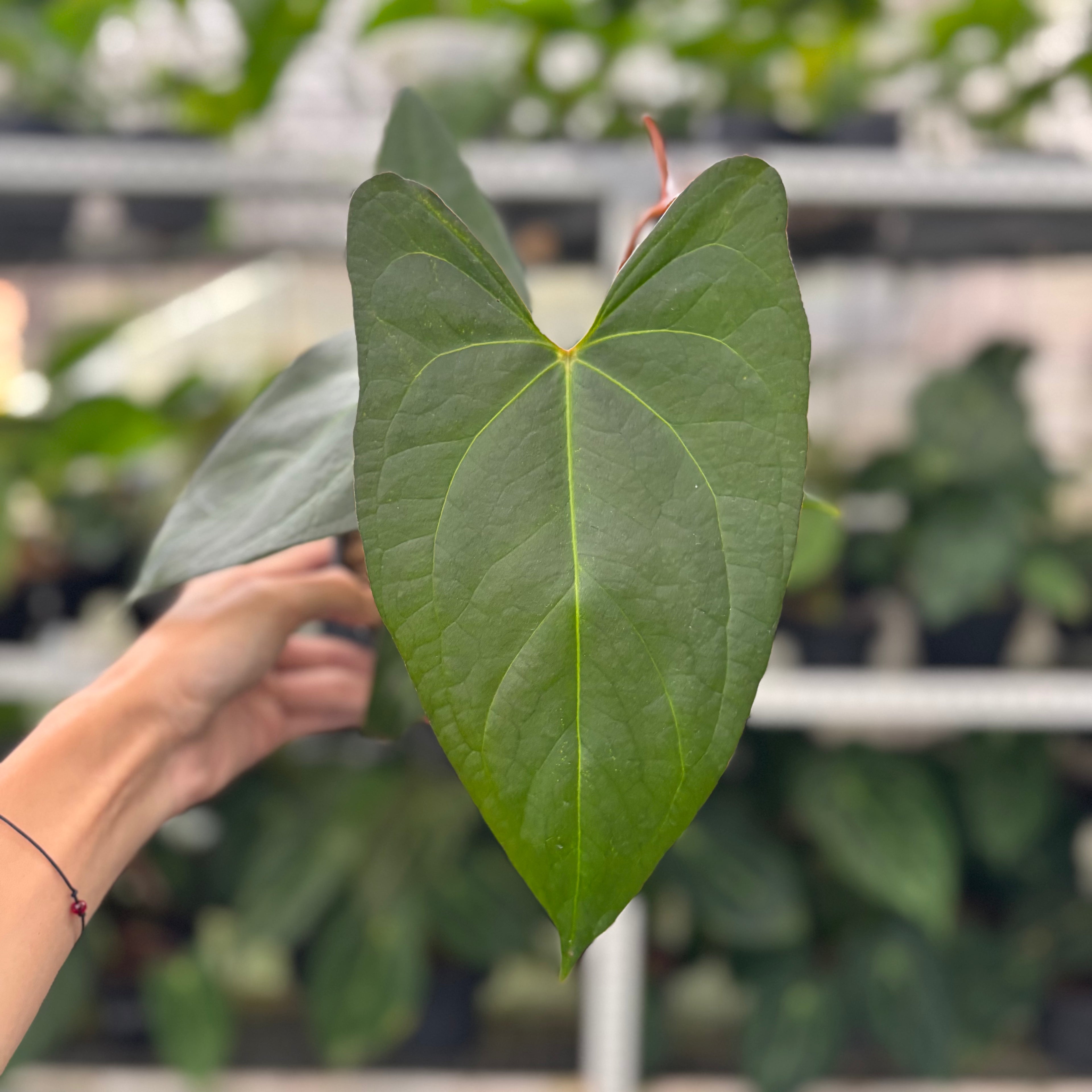 RP14-12 Anthurium Papillilaminum x Portilae