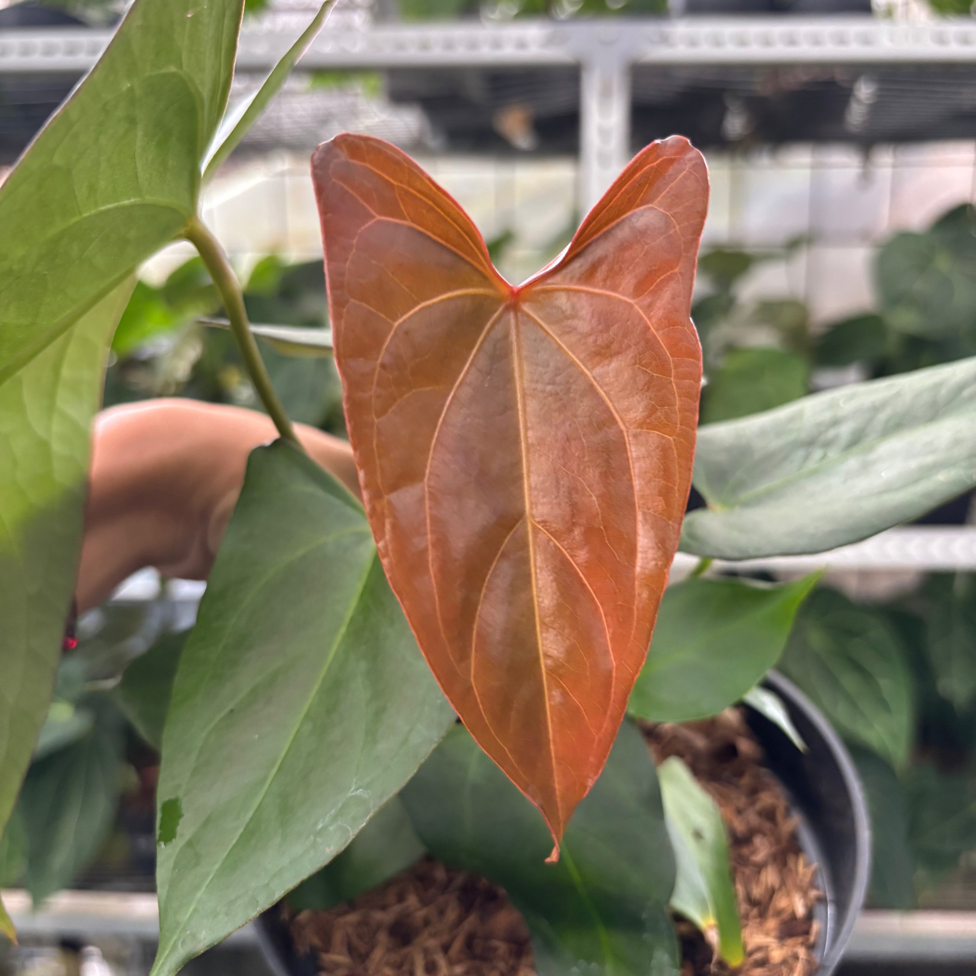 RP14-12 Anthurium Papillilaminum x Portilae