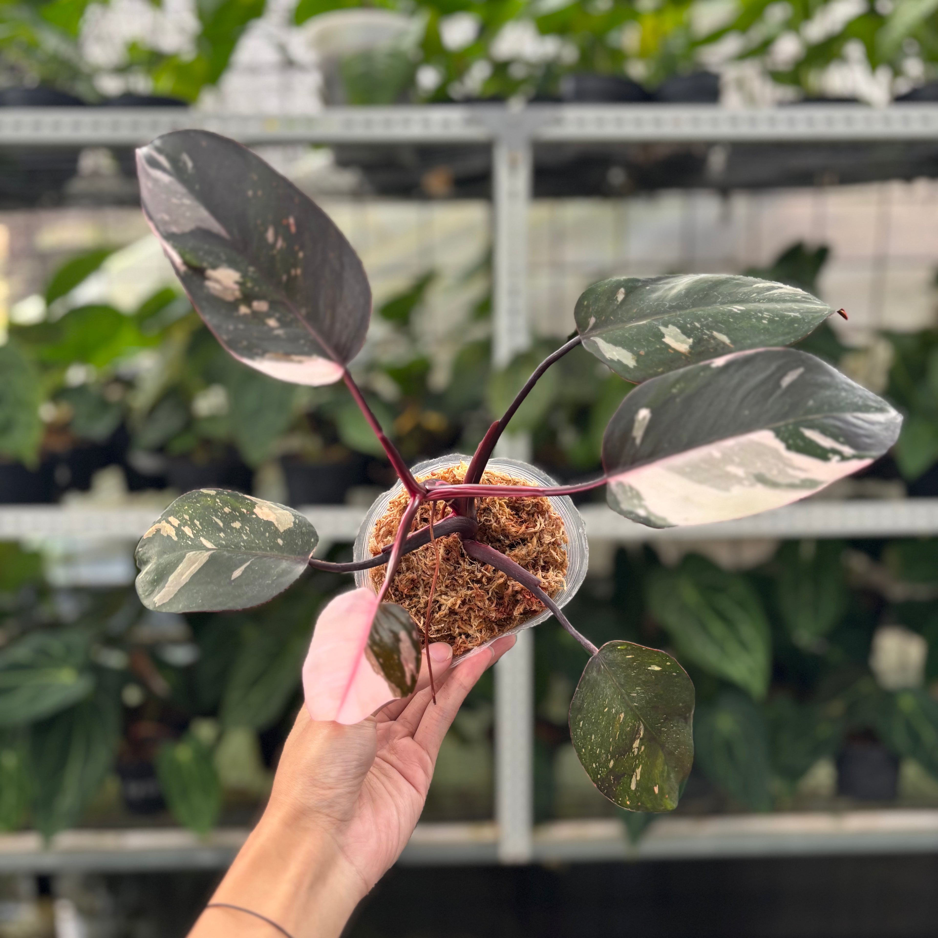 RP16-12 Philodendron Red Anderson