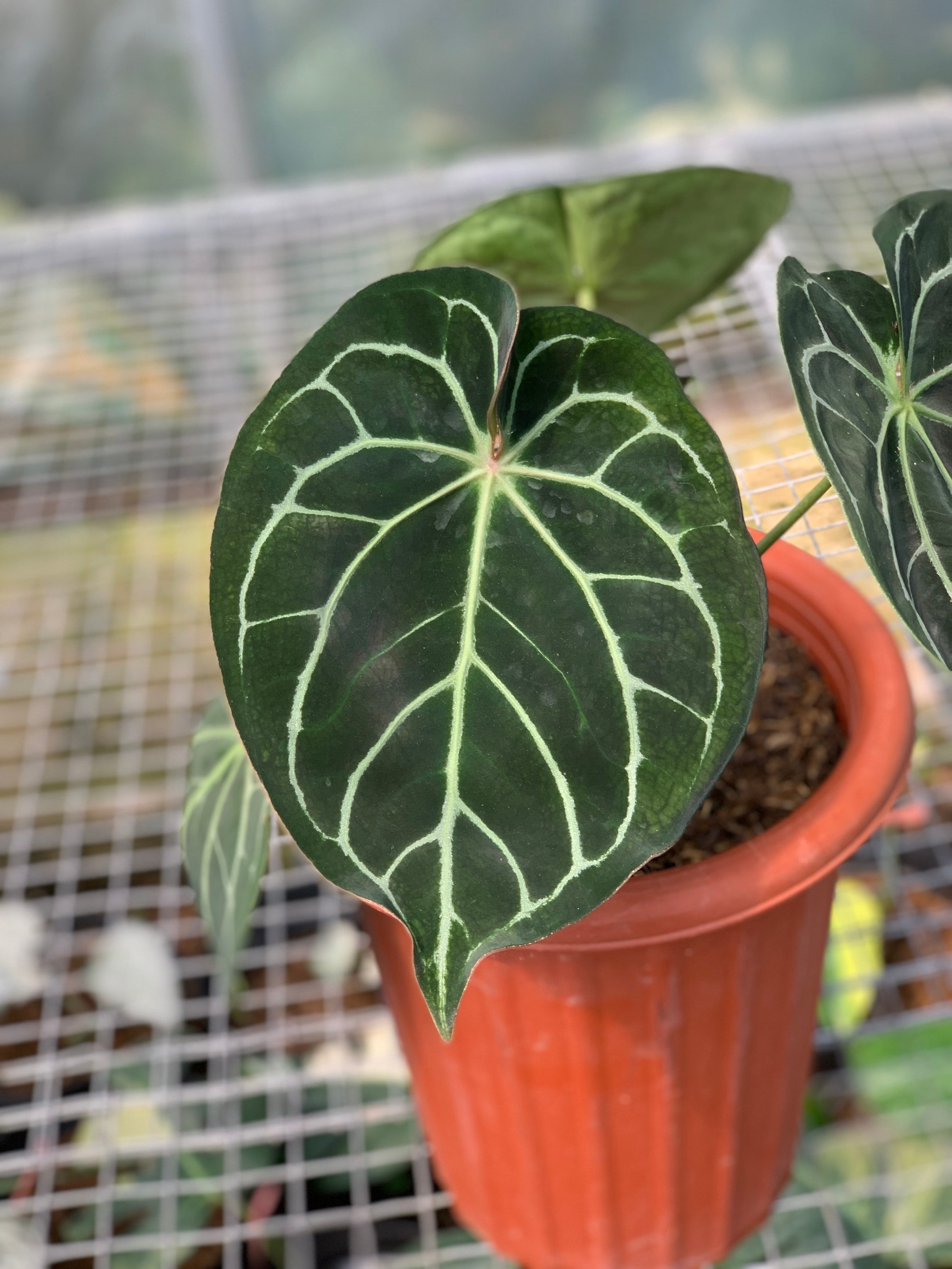 RP2-5 Anthurium Dorayaki x Magnificum