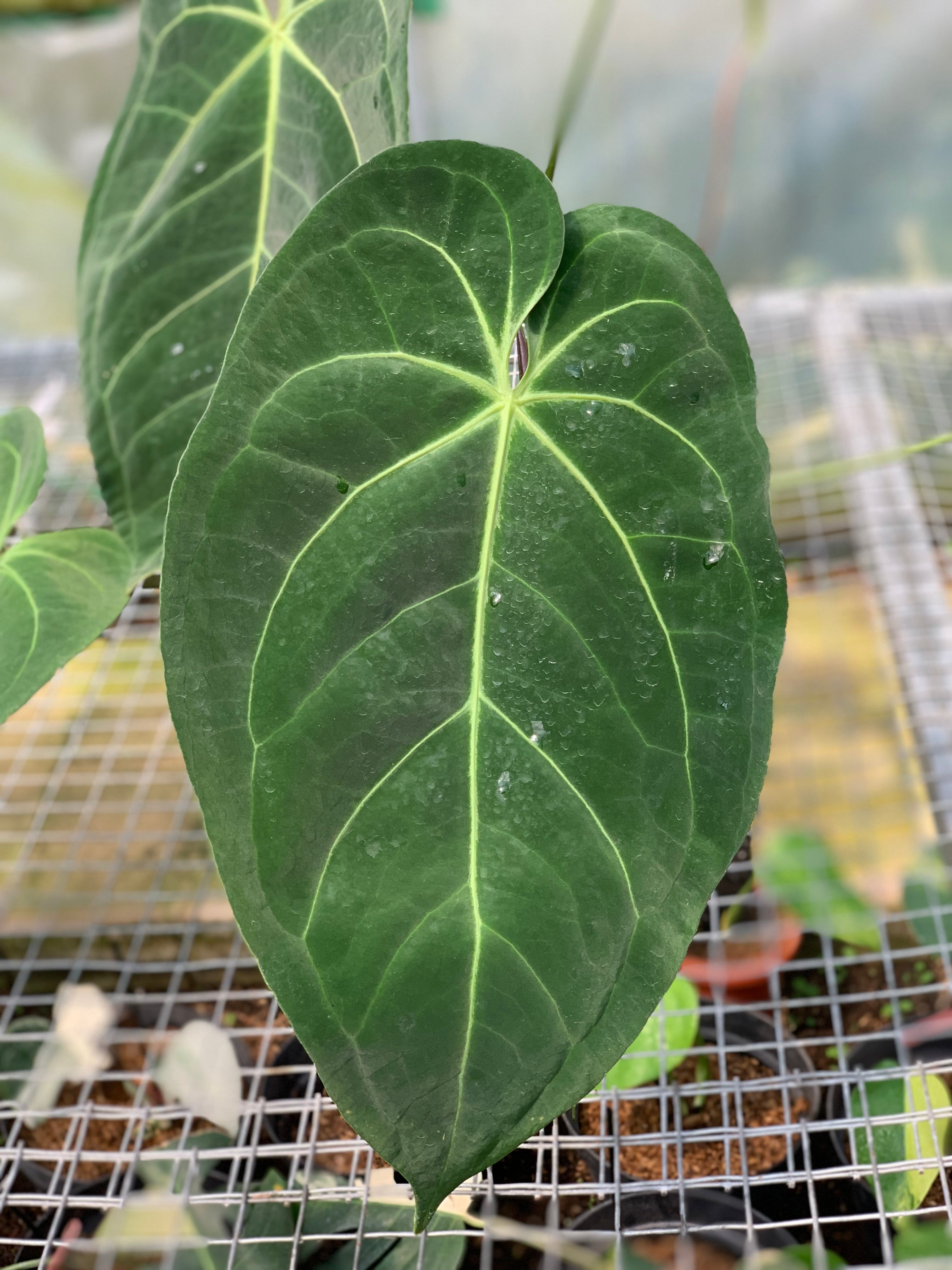 RP3-5 Anthurium Magnificum Verde x Papilillaminum