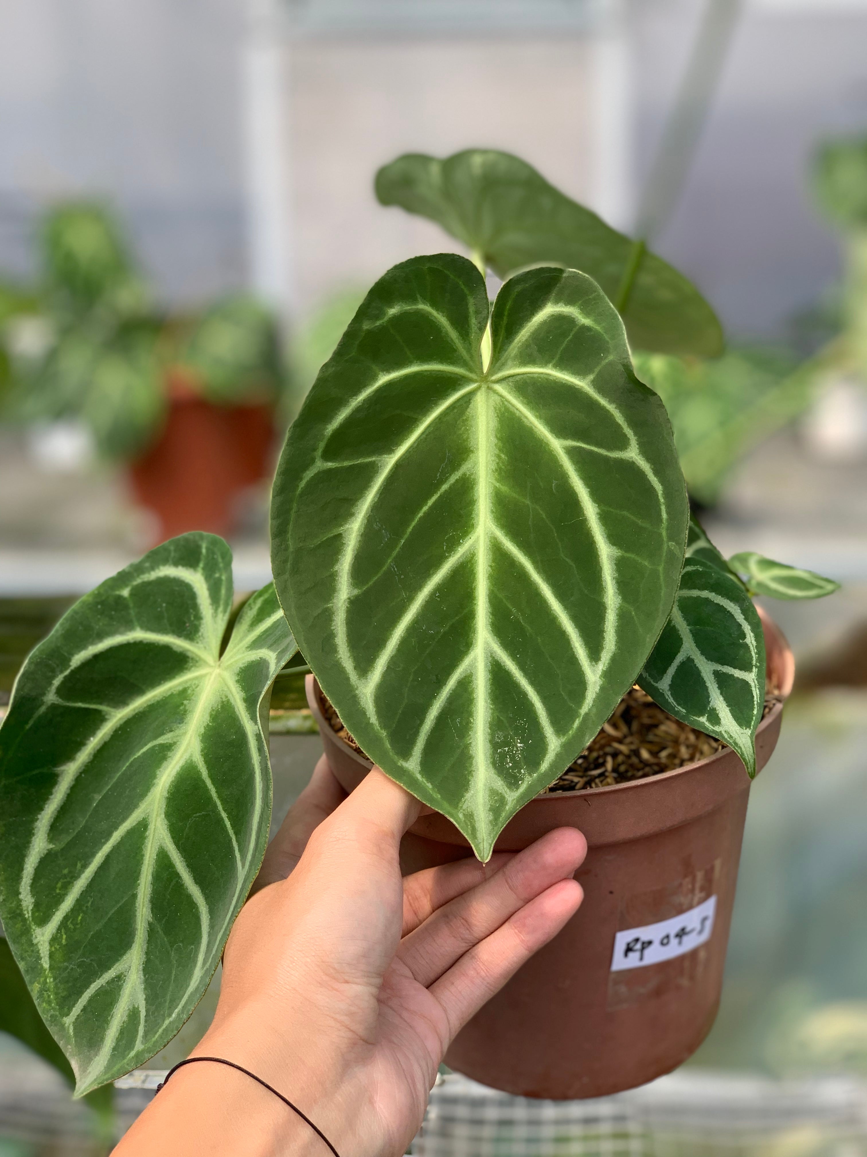 RP4-5 Anthurium Dorayaki x Magnificum