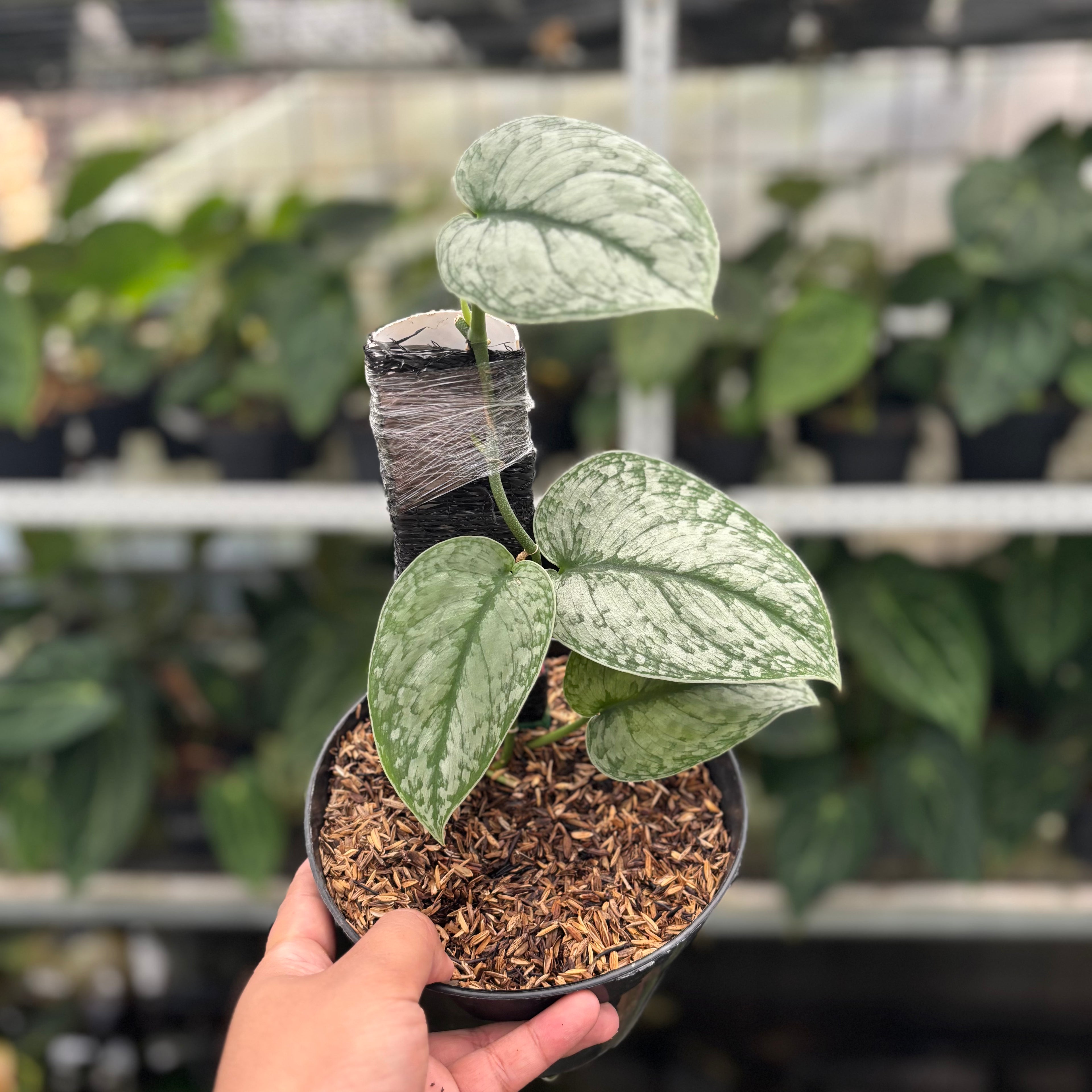 RP20-12 Scindapsus Hologram