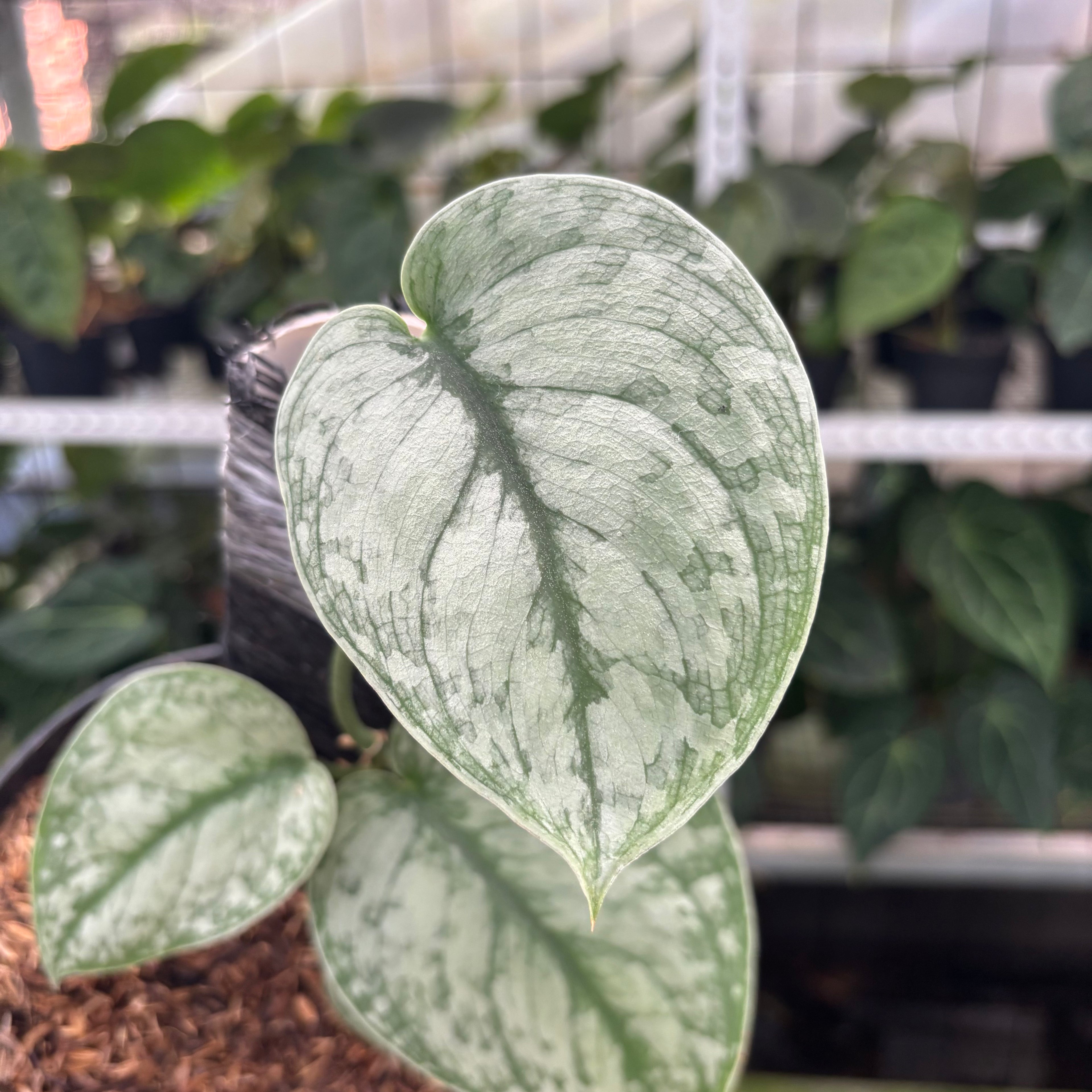 RP20-12 Scindapsus Hologram