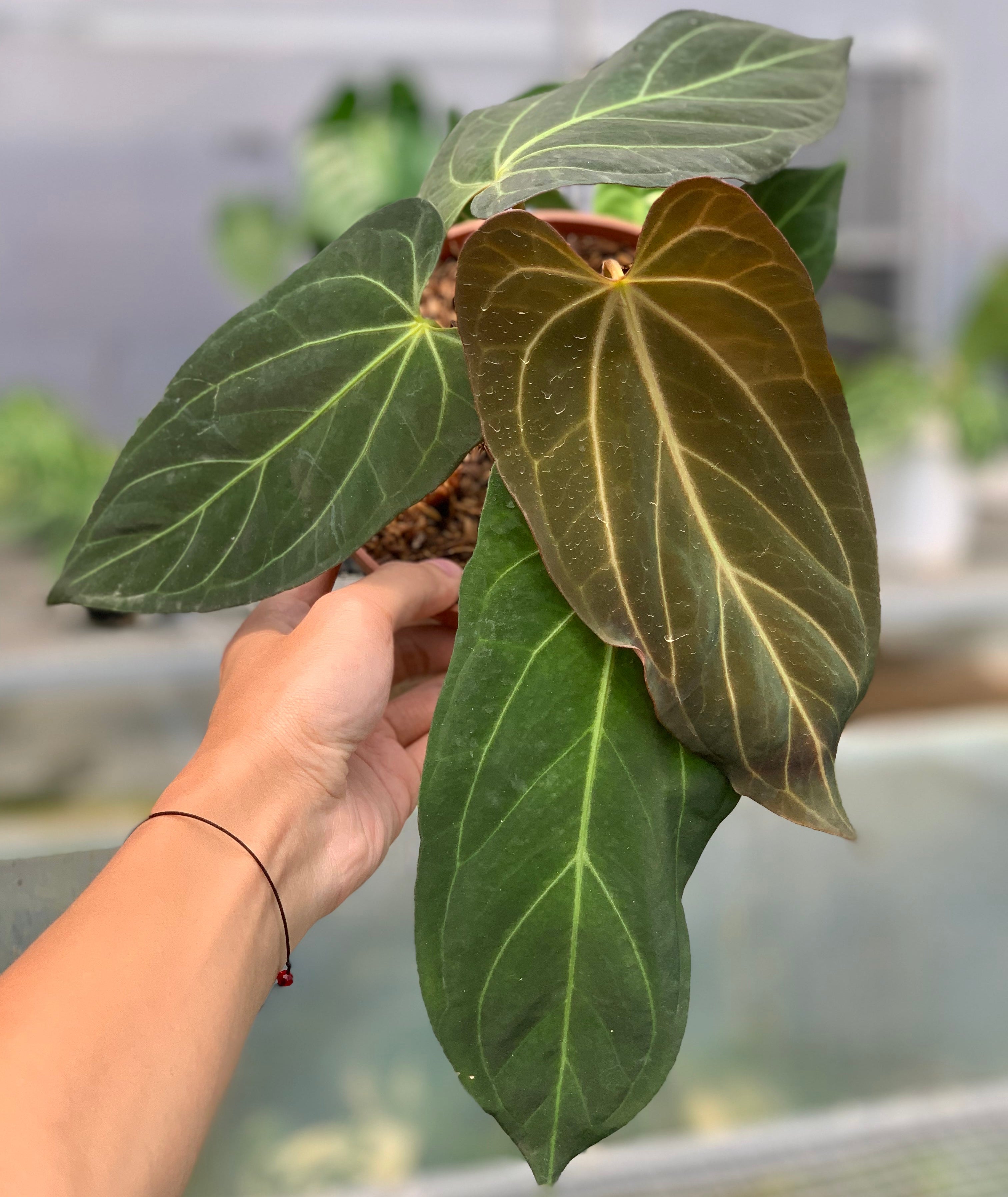 RP7-5 Anthurium Papilillaminum Fortsherman Narrow