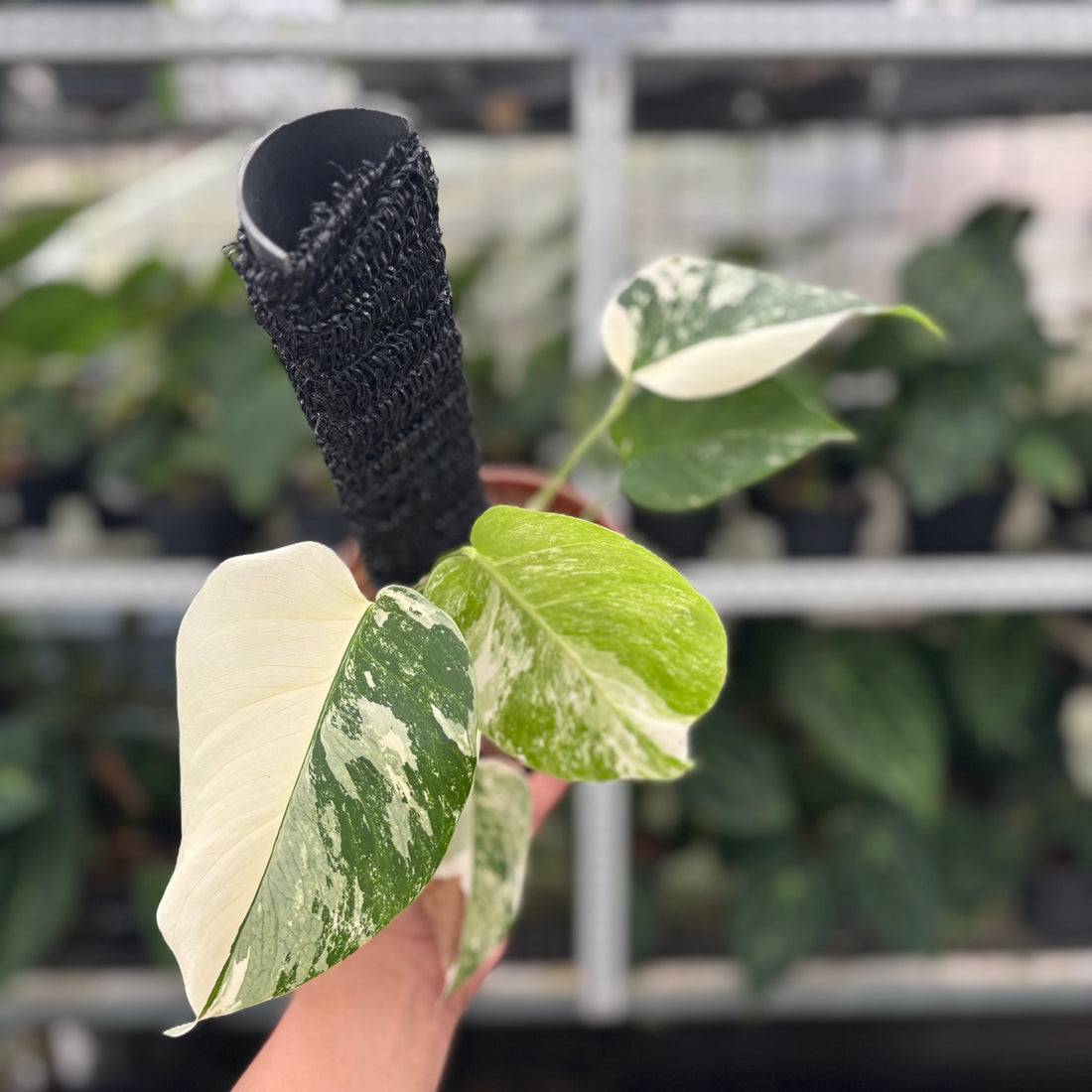 RP21-12 Monstera Albo Variegated