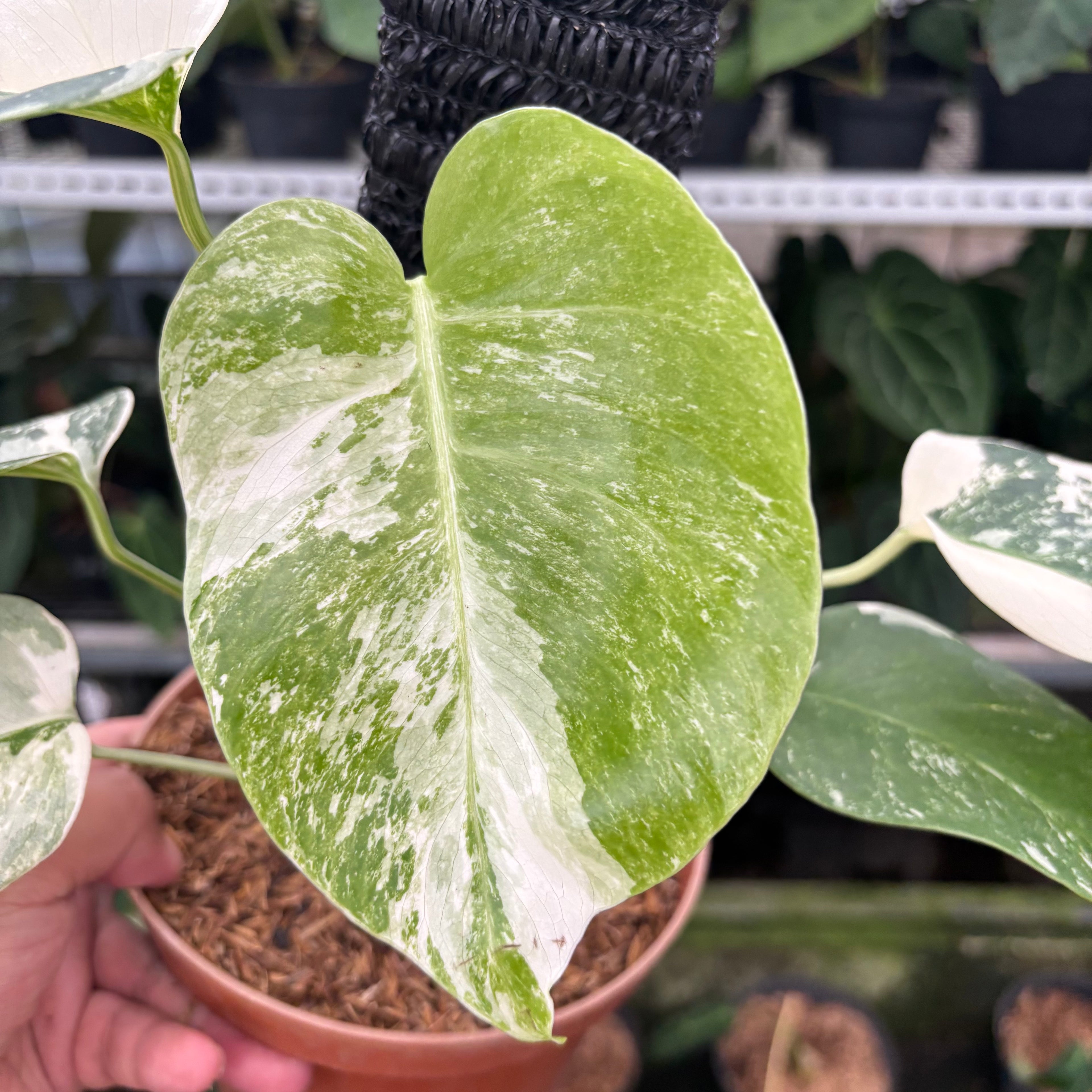 RP21-12 Monstera Albo Variegated