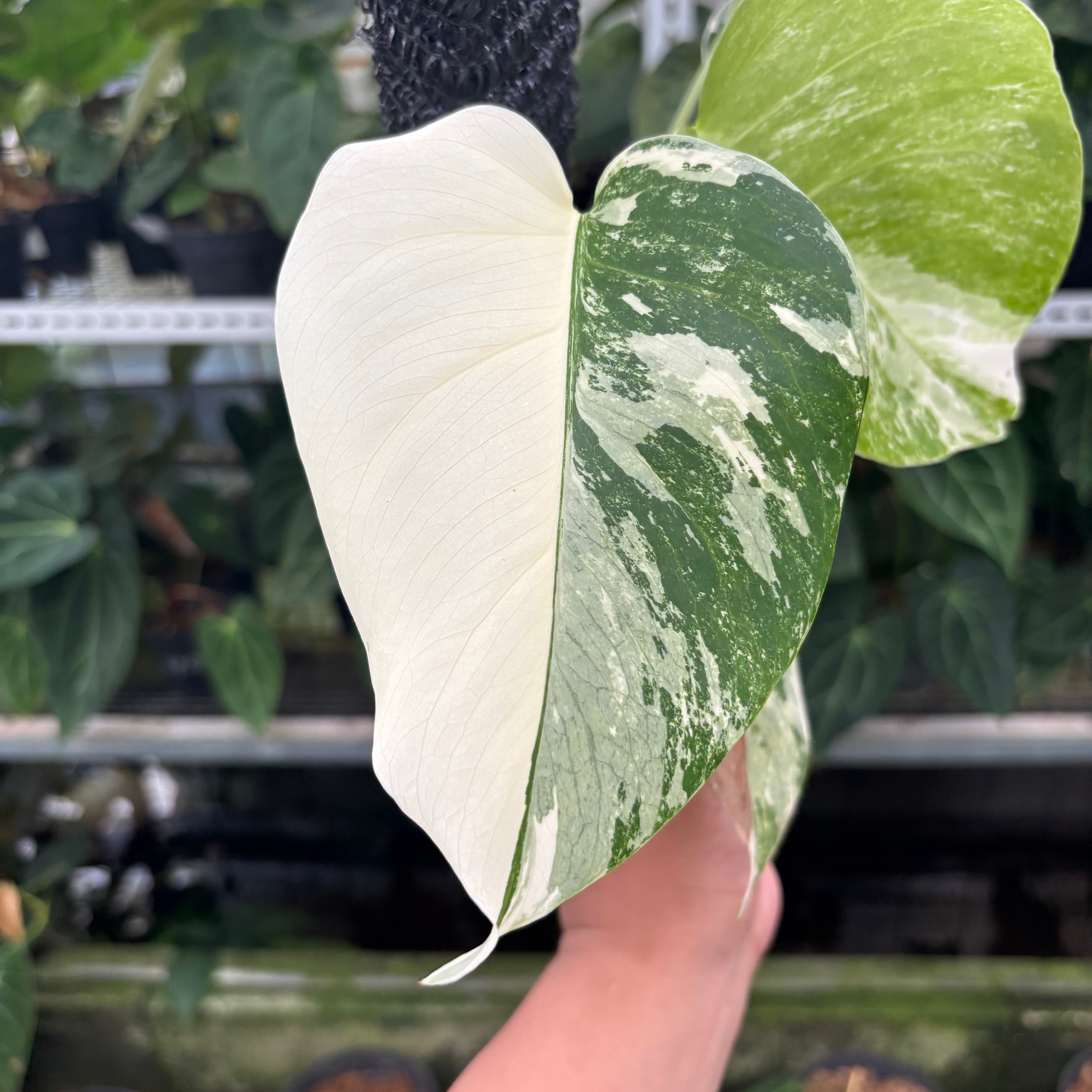 RP21-12 Monstera Albo Variegated