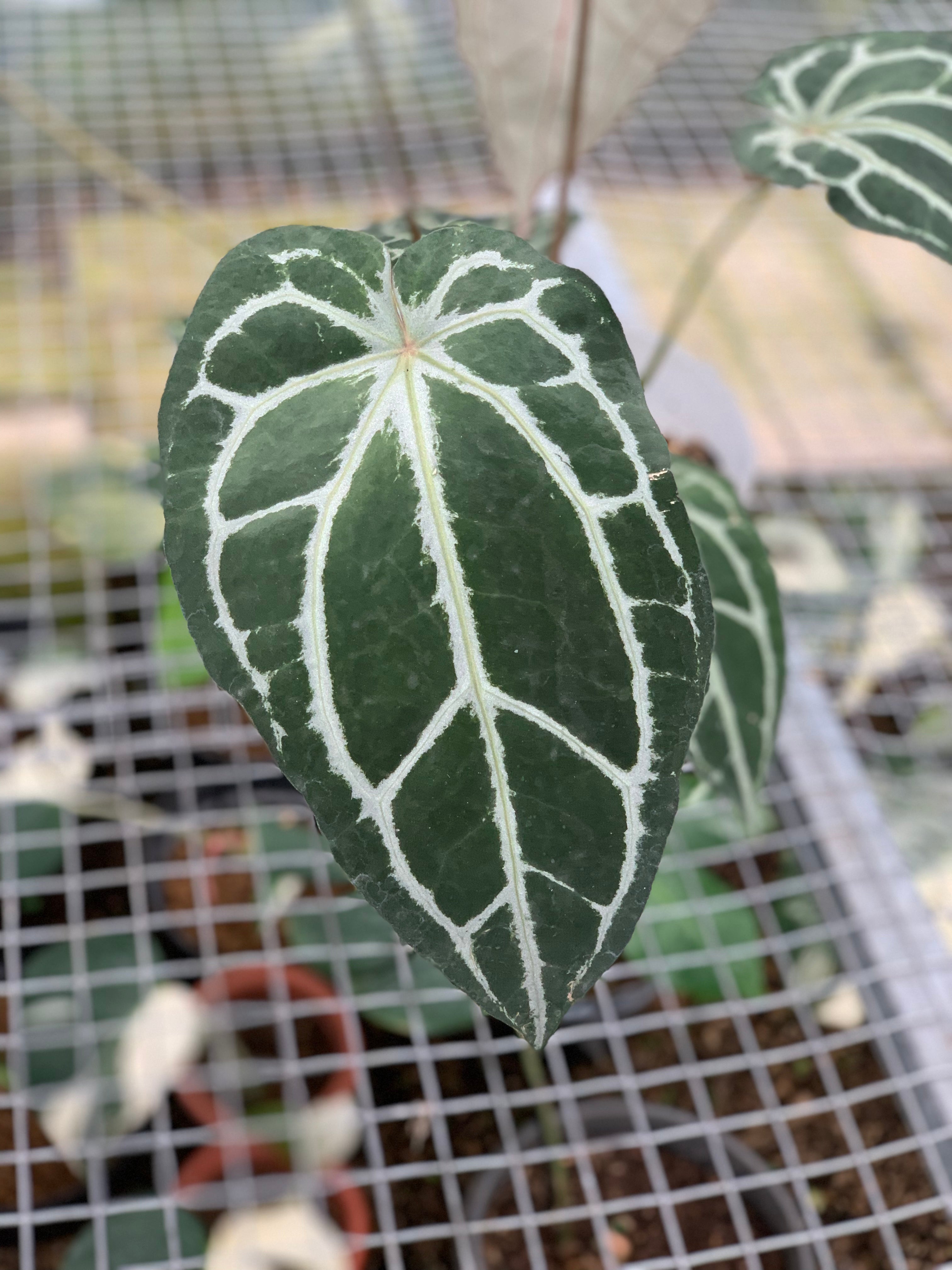 RP8-5 Anthurium Zara Michelle x Black Venom