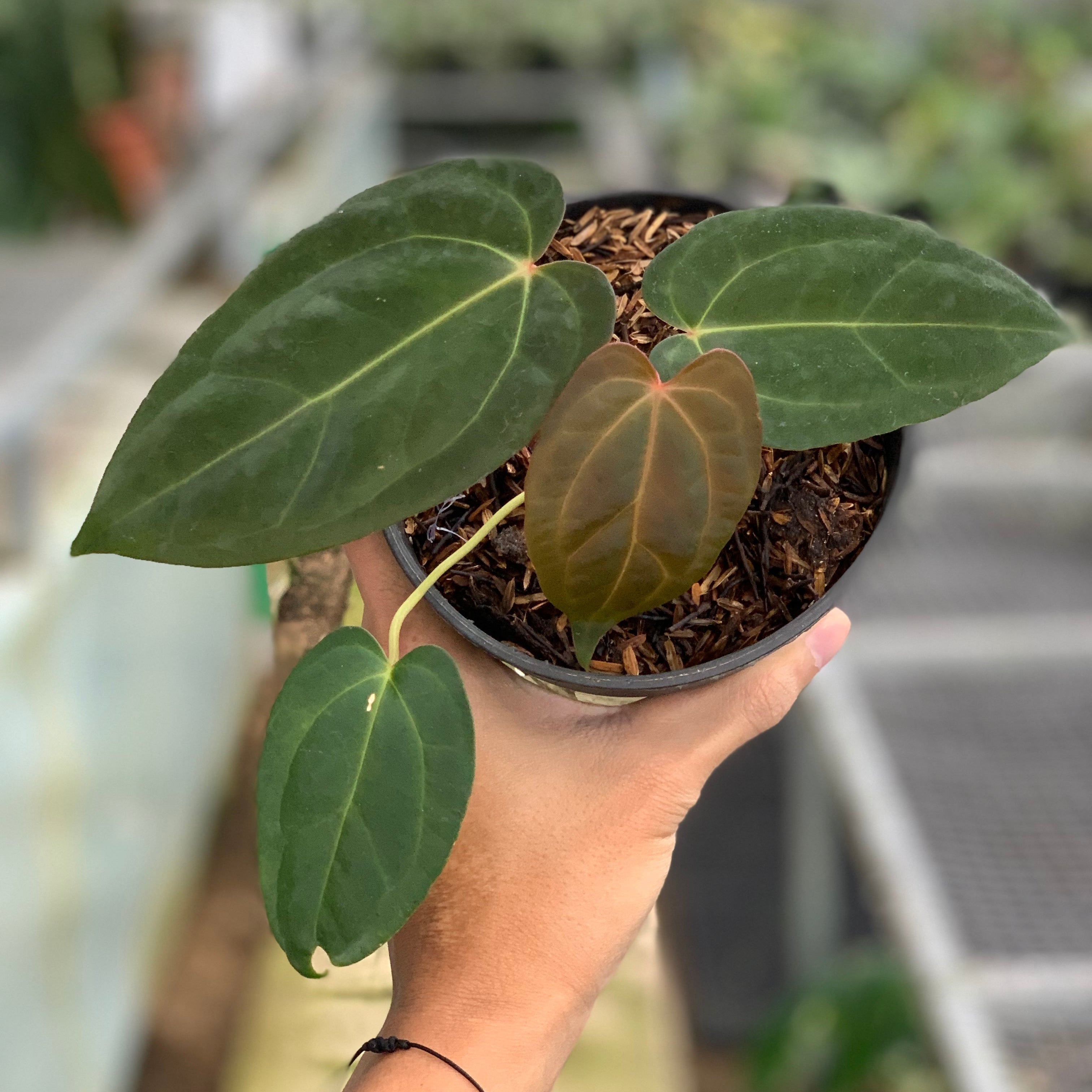 RP9-5 Anthurium Portilae x Fortsherman
