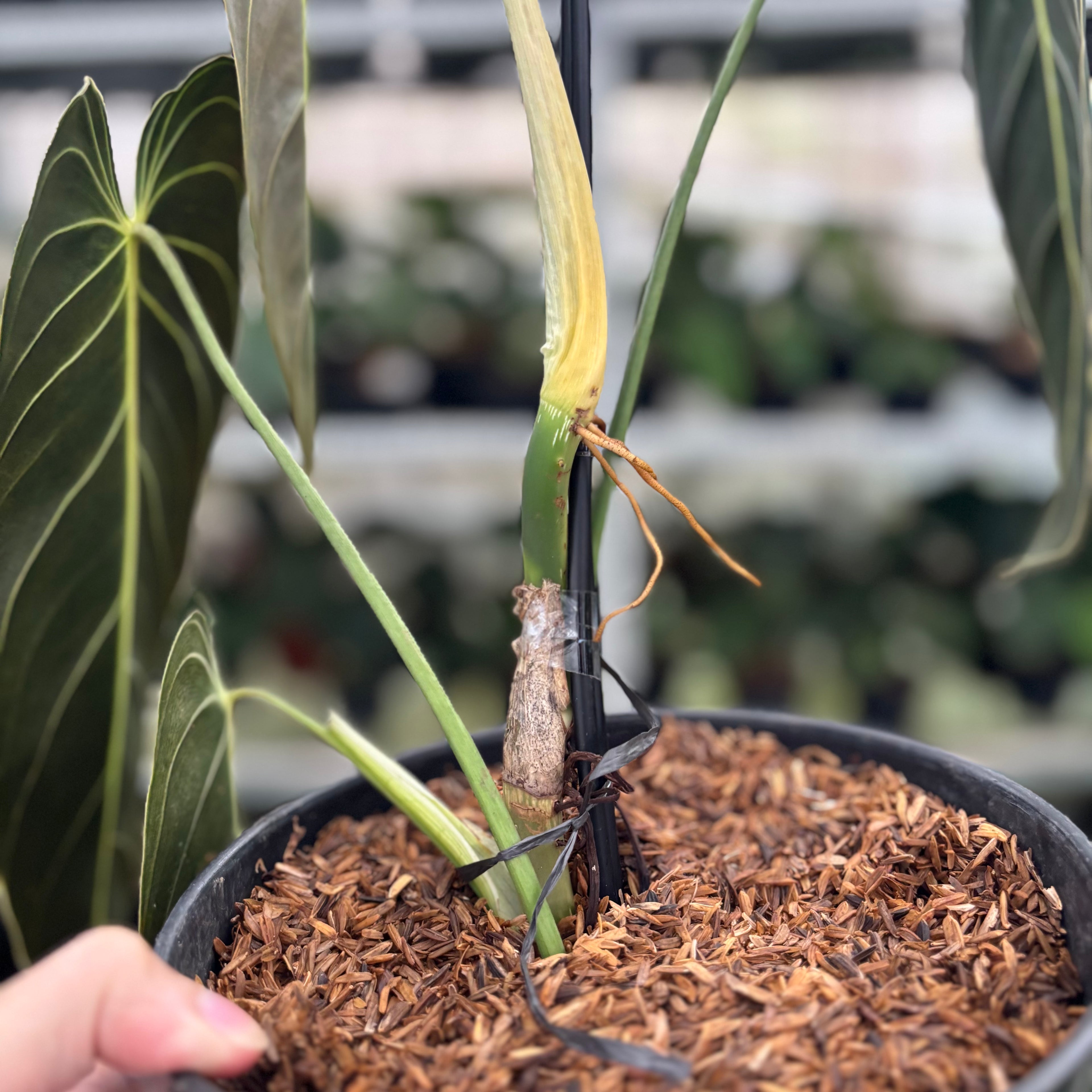 RP22-12 Philodendron Melanochrysum Medium