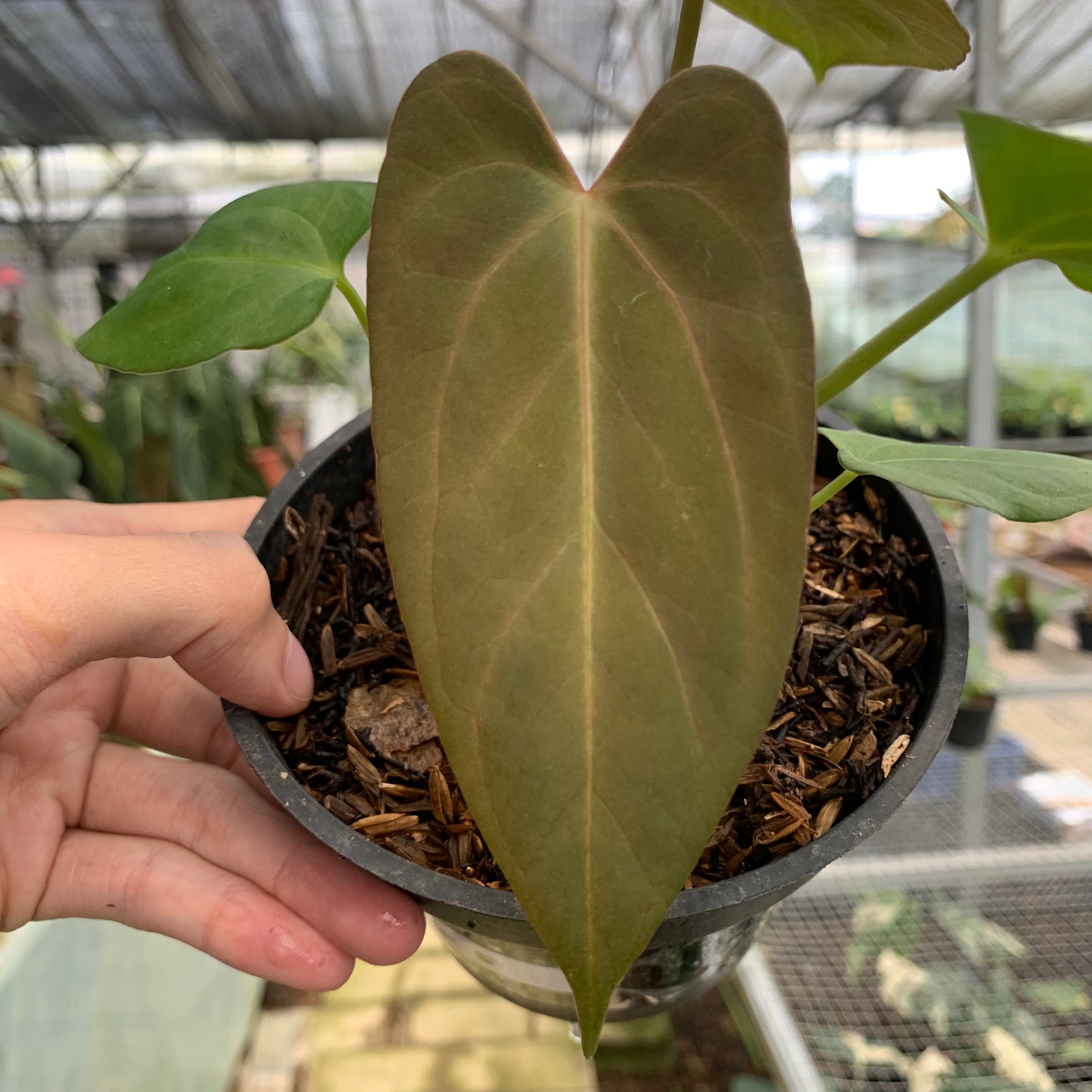 RP10-5 Anthurium Papillilaminum Fortsherman Narrow