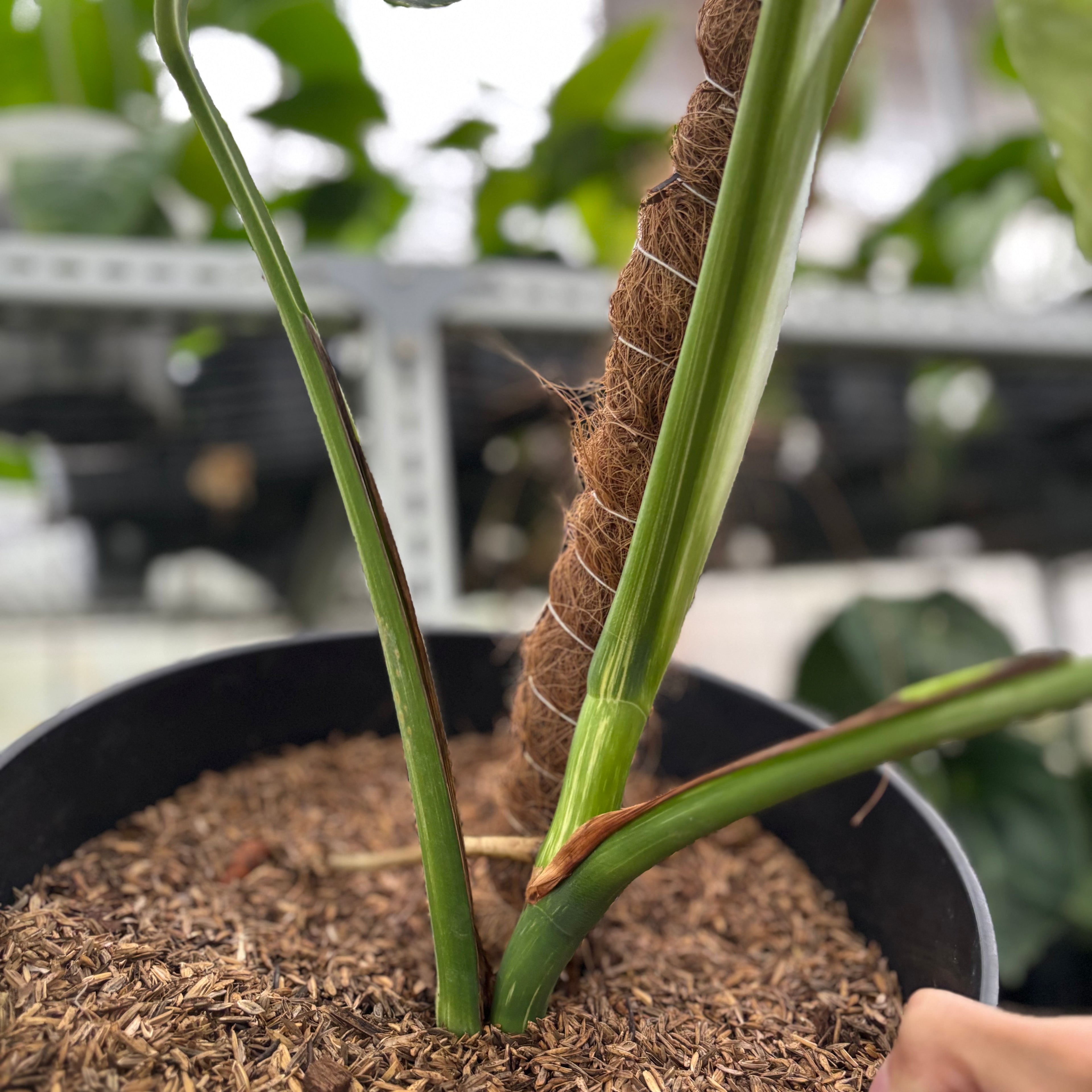 RP23-12 Monstera Albo Variegated