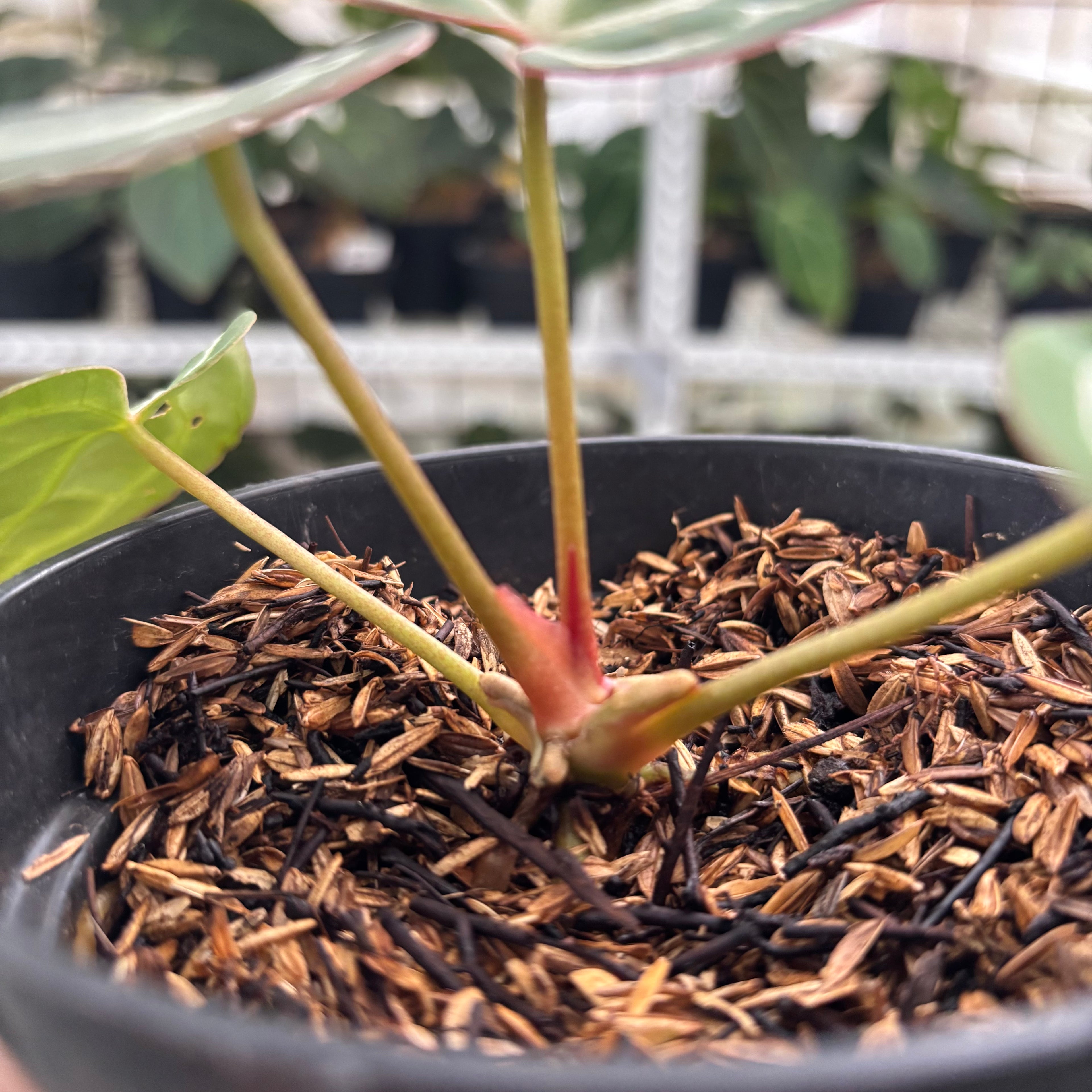 RP24-12 Anthurium Red Crystallinum