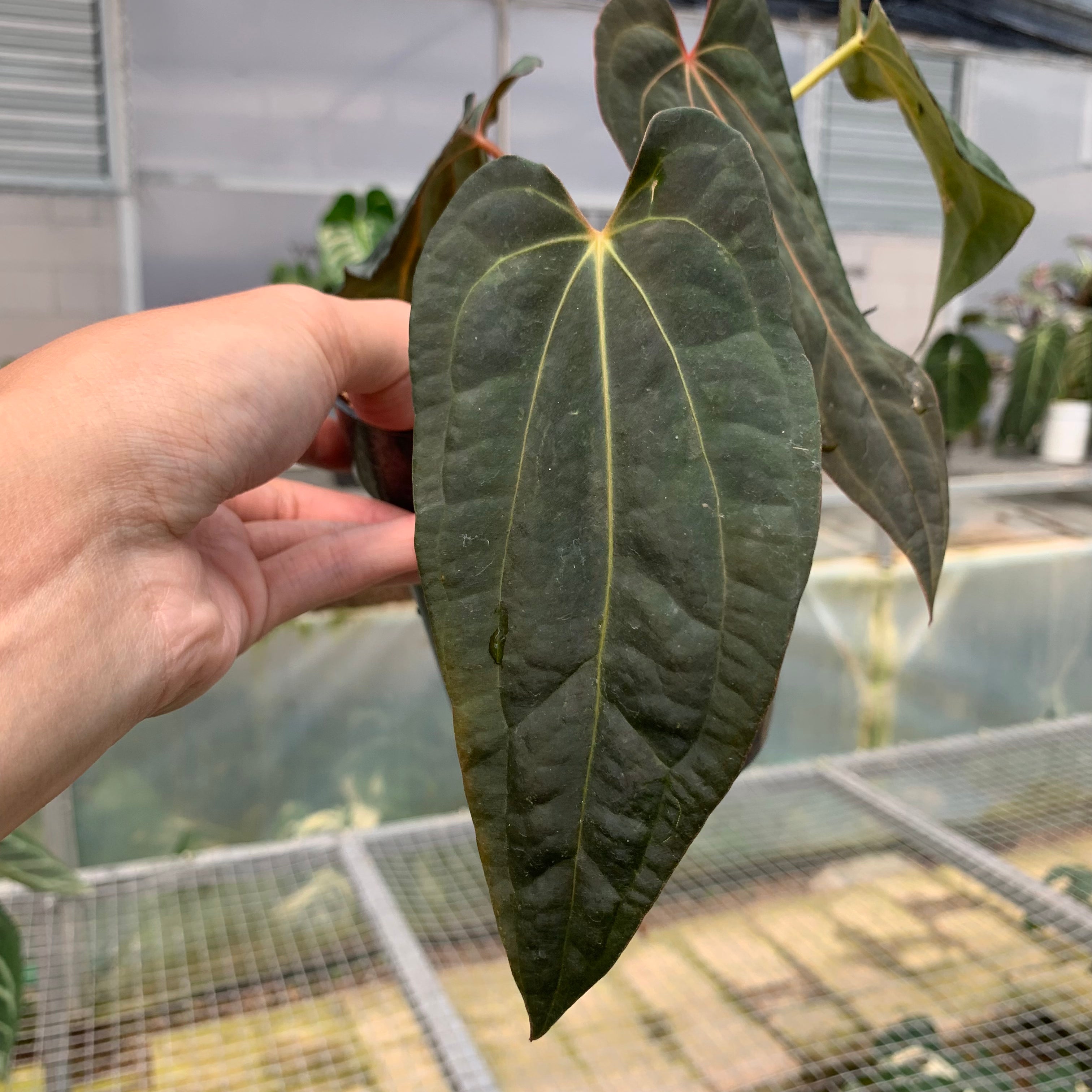 RP12-5 Anthurium Papilillaminum Red Narrow