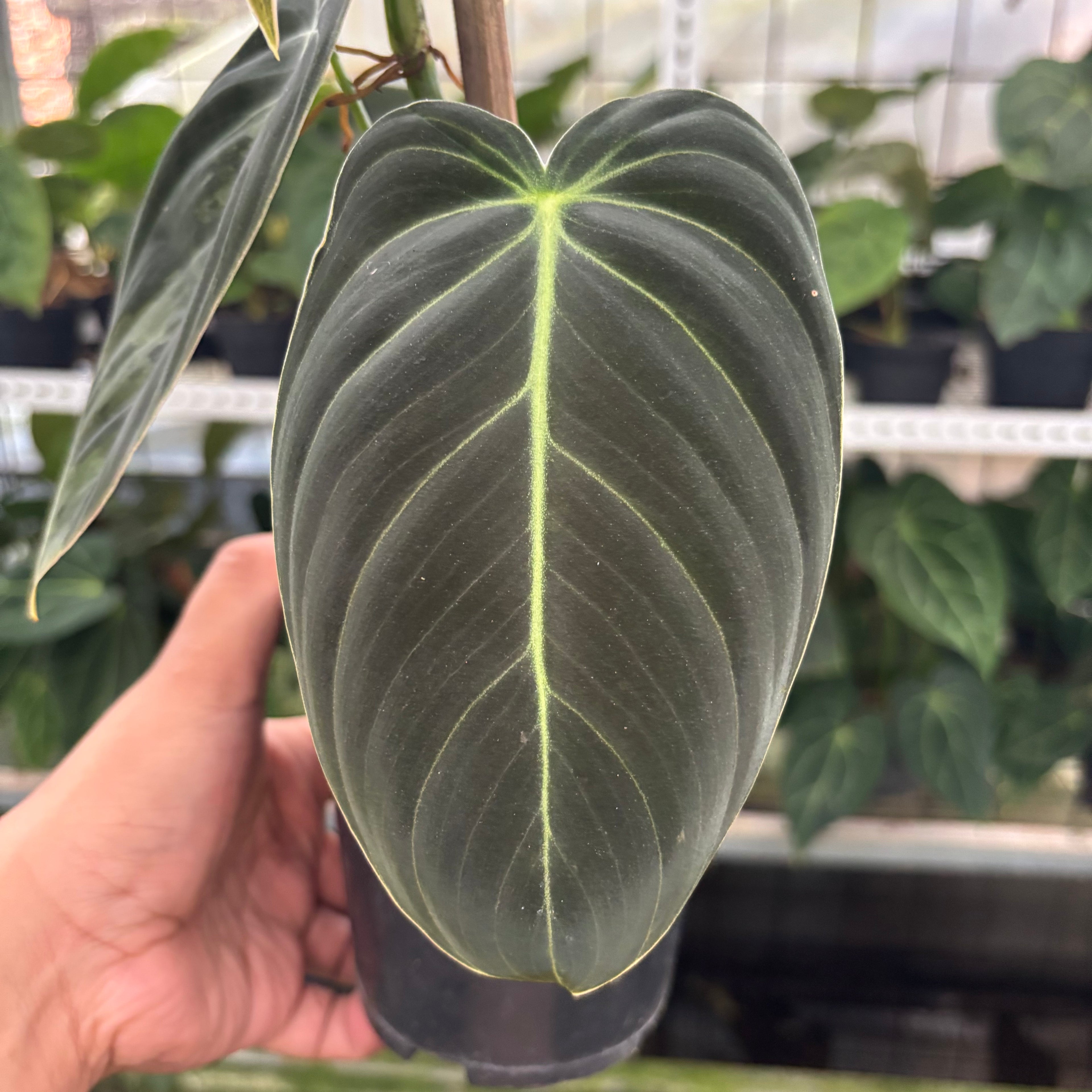 RP26-12 Philodendron Melanochrysum Variegated