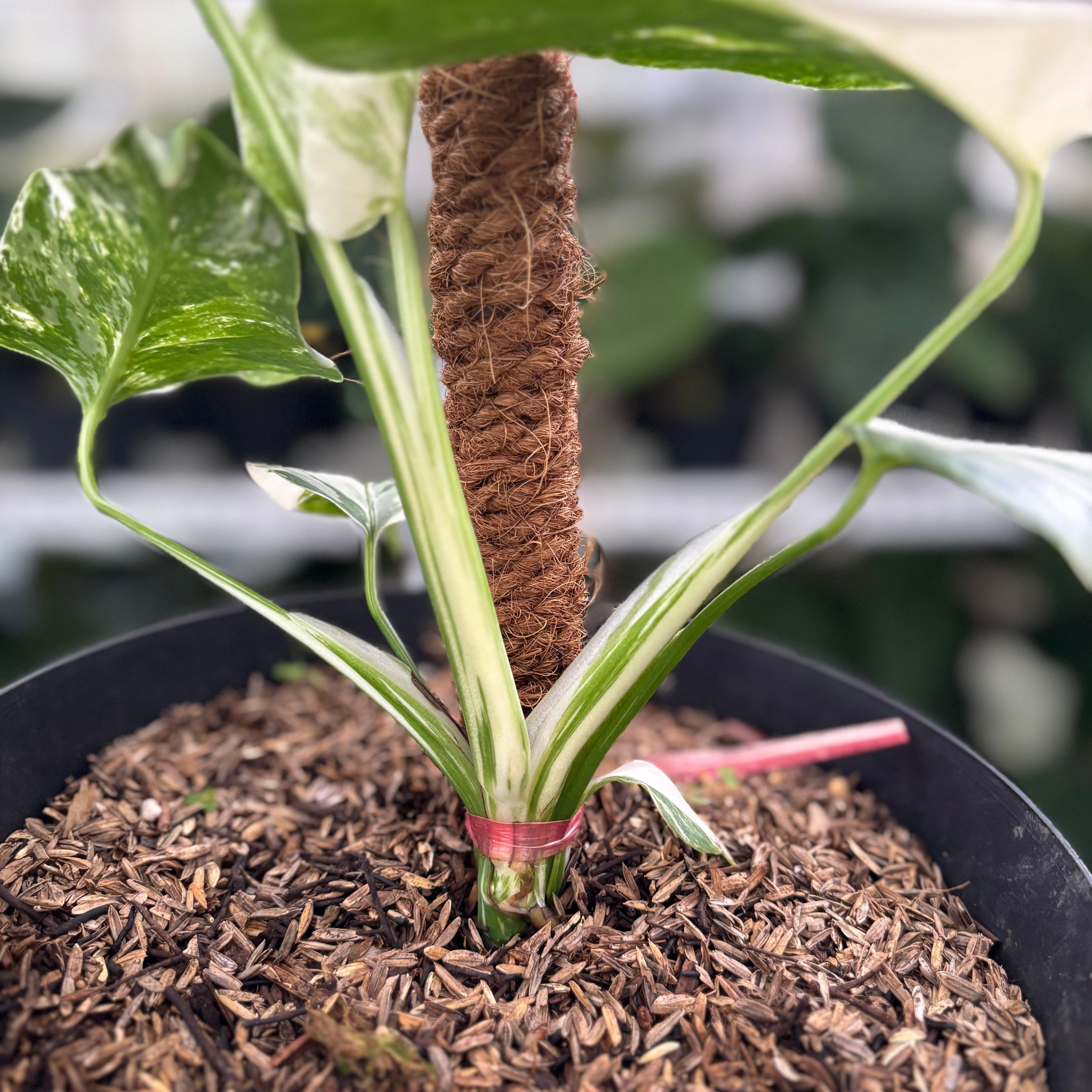 RP27-12 Monstera Albo Variegated
