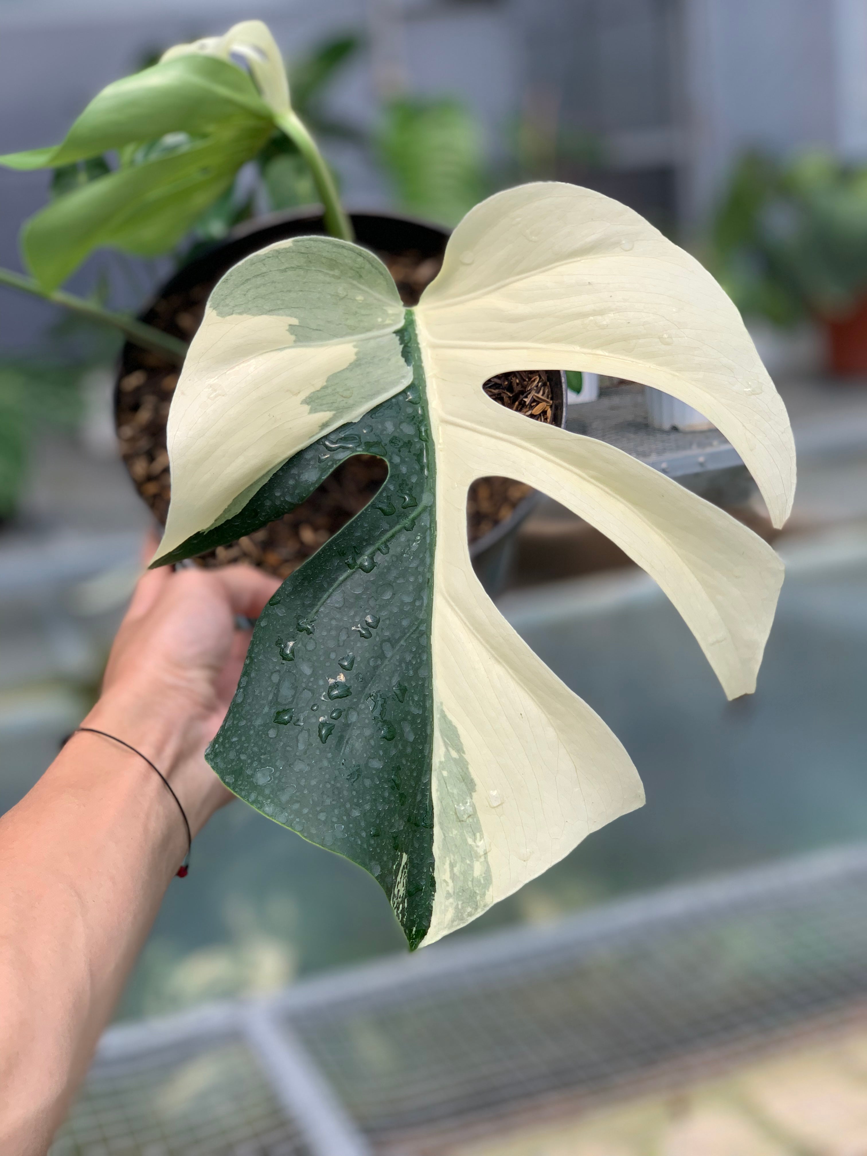RP16-5 Monstera Jungle Mint