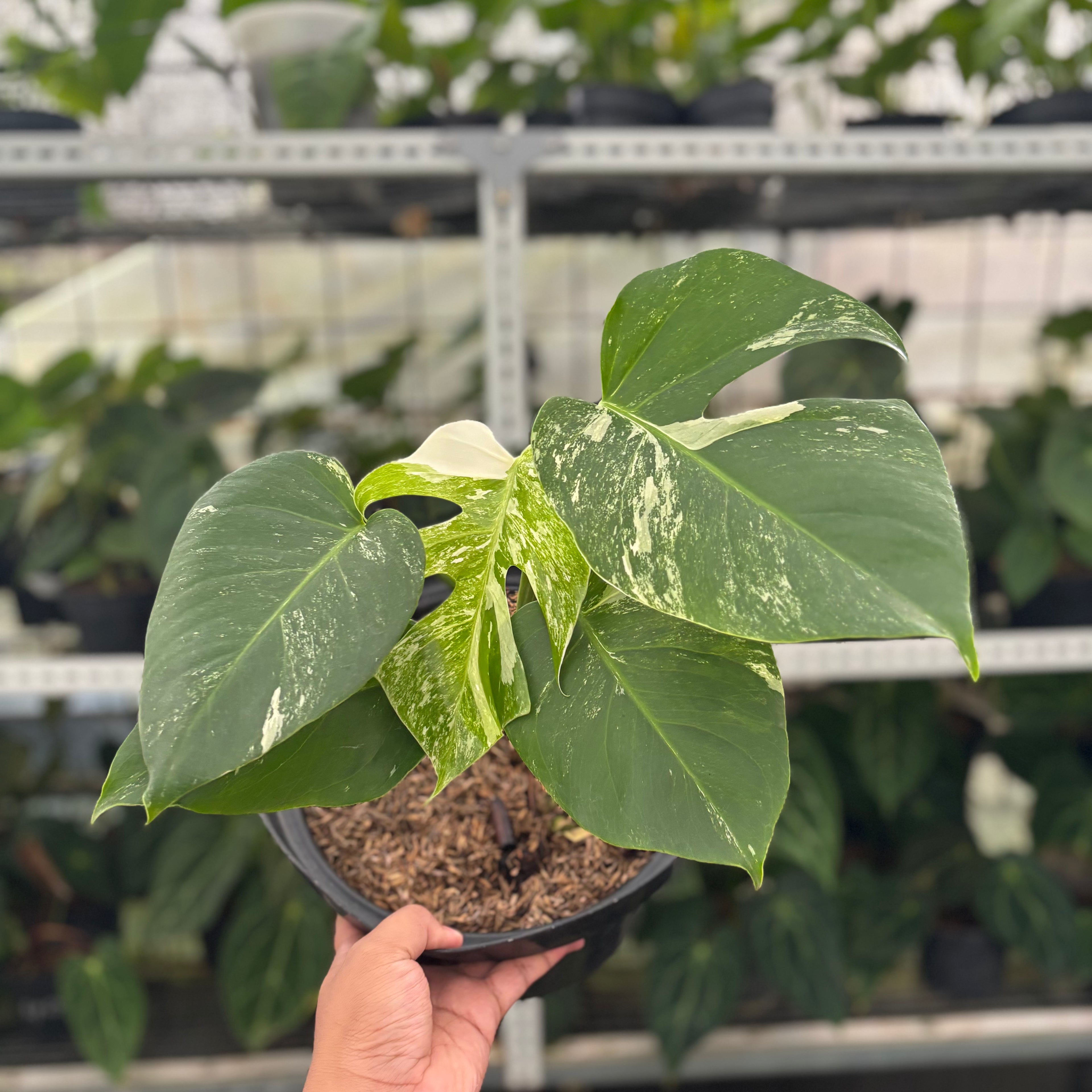 RP28-12 Monstera Albo Variegated