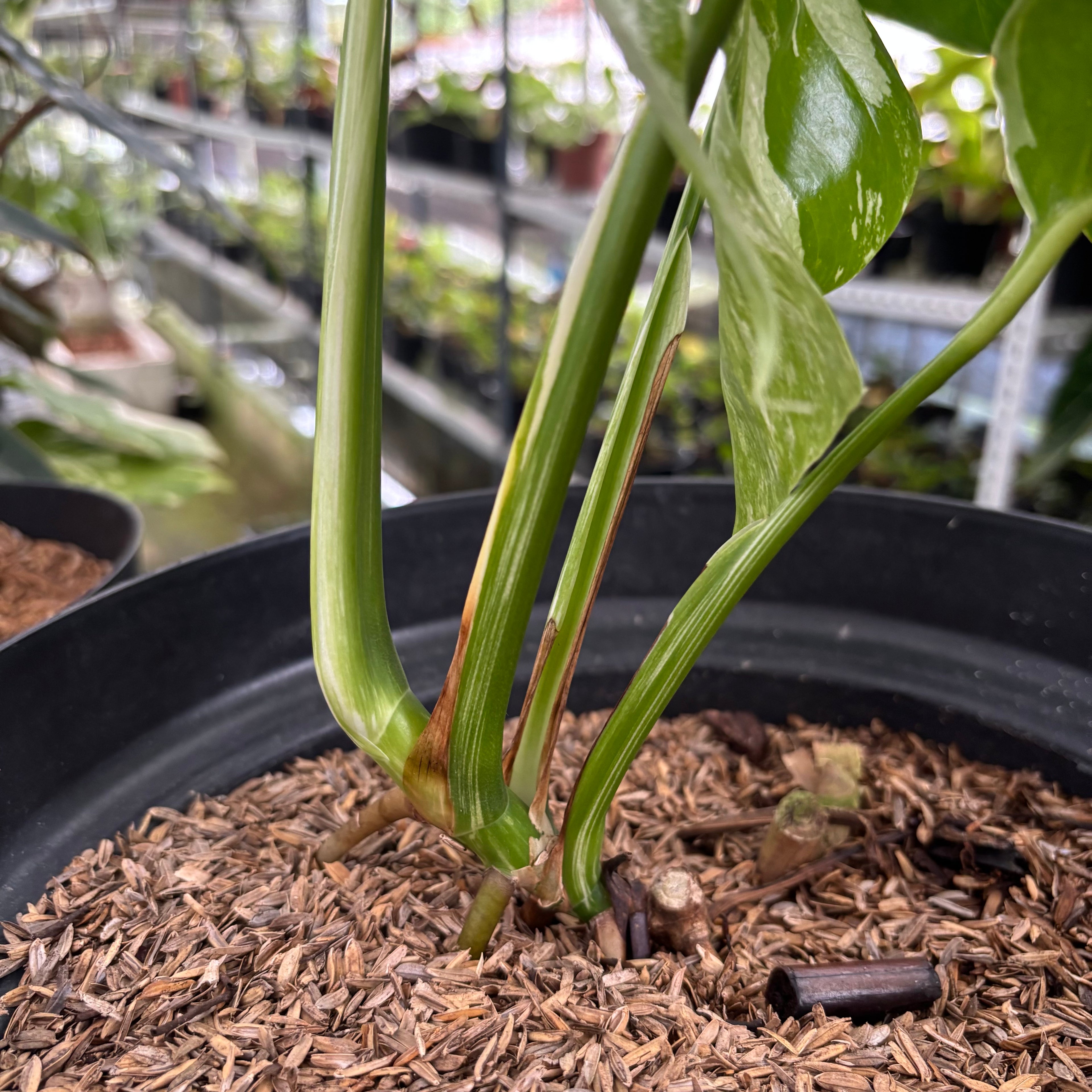 RP28-12 Monstera Albo Variegated