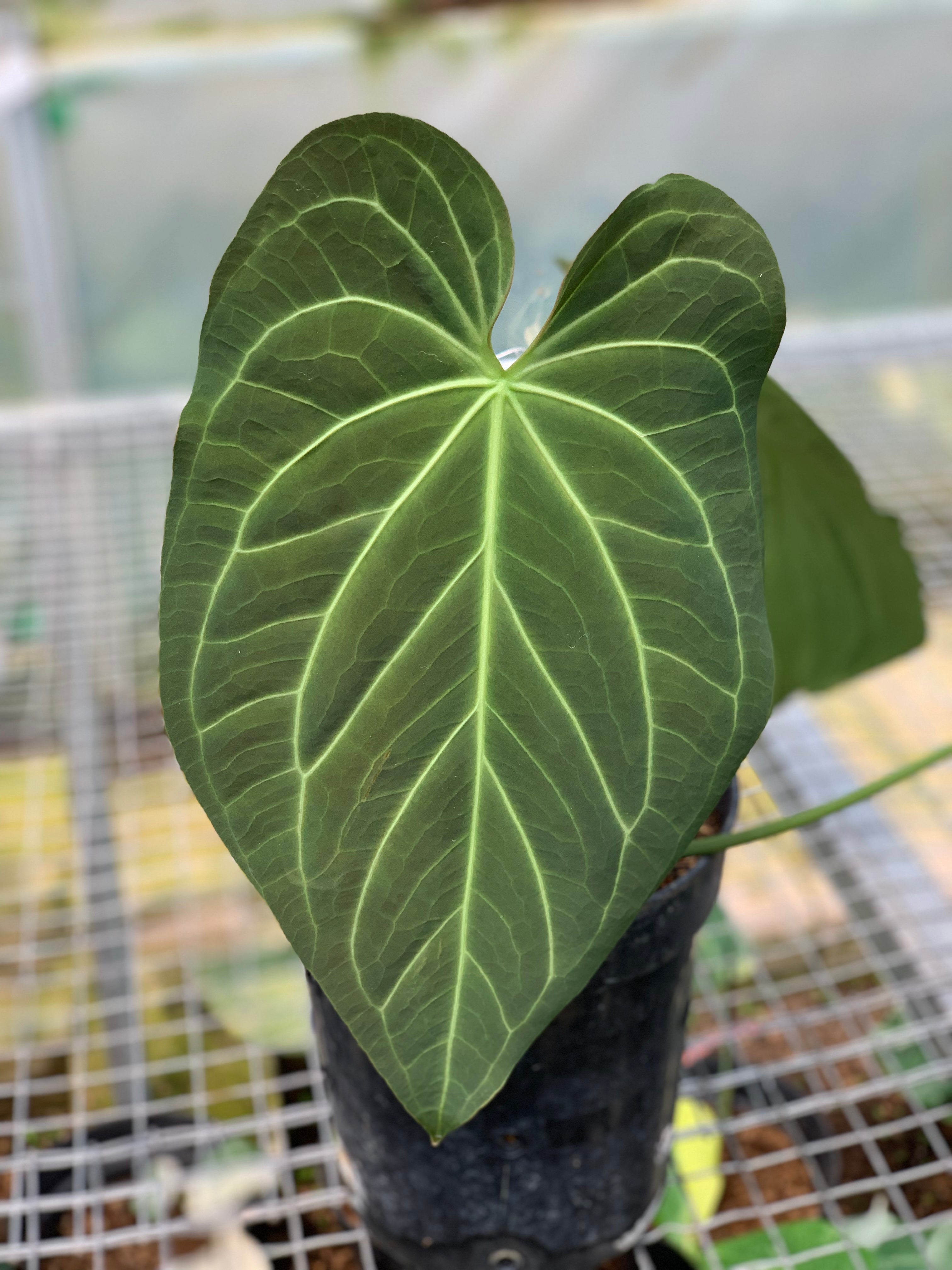 RP17-5 Anthurium Magnificum Verde x Regale