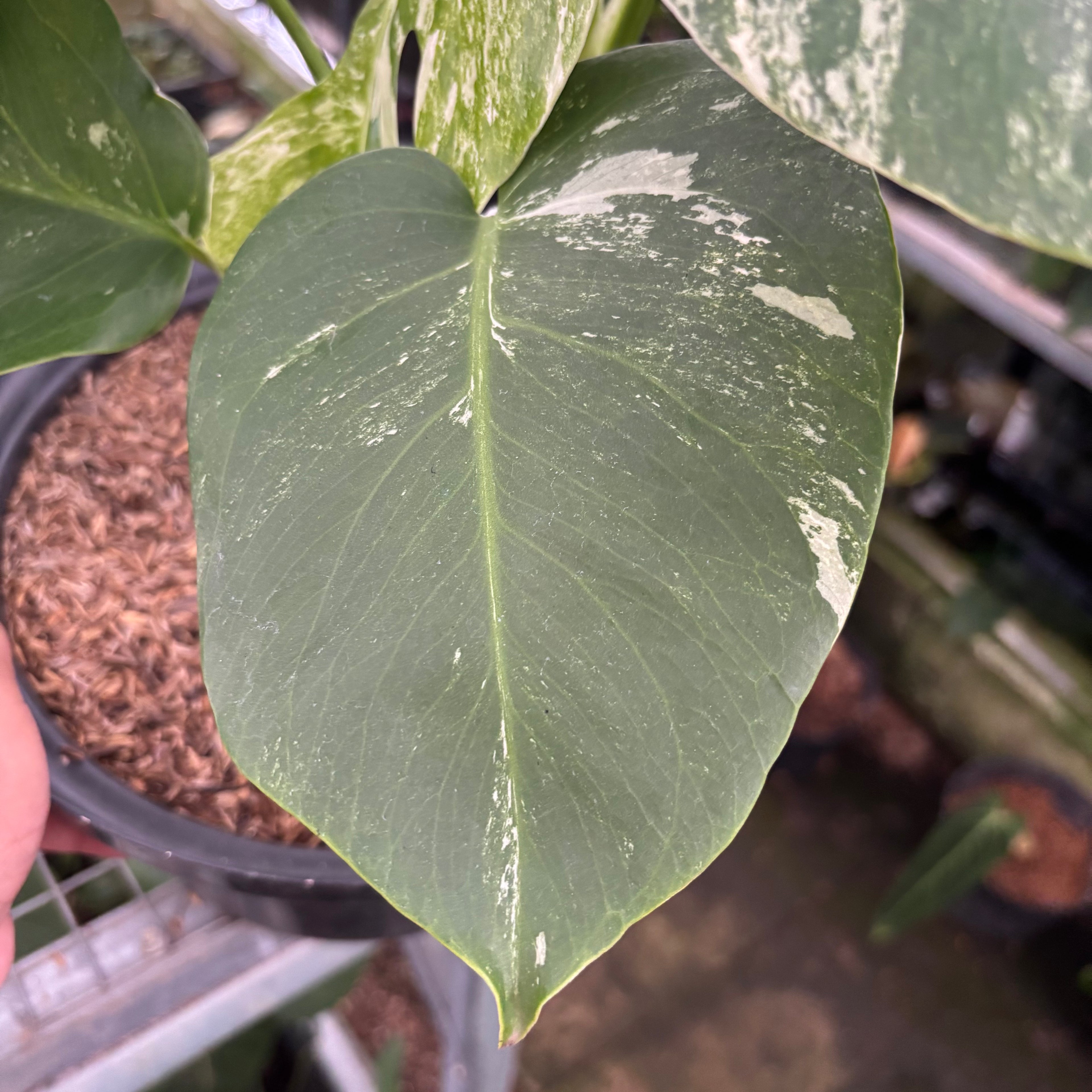 RP28-12 Monstera Albo Variegated