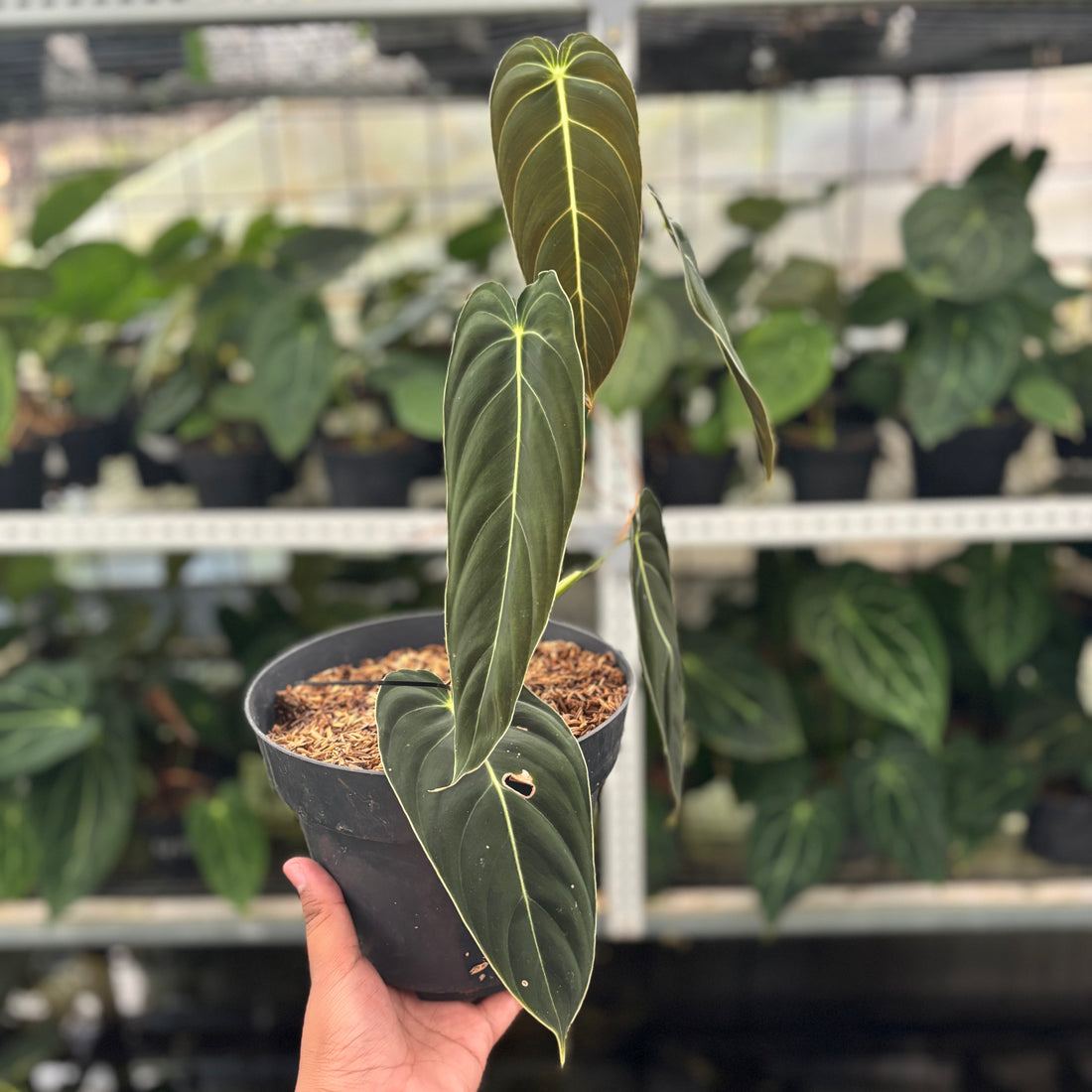 RP29-12 Philodendron Melanochrysum Medium