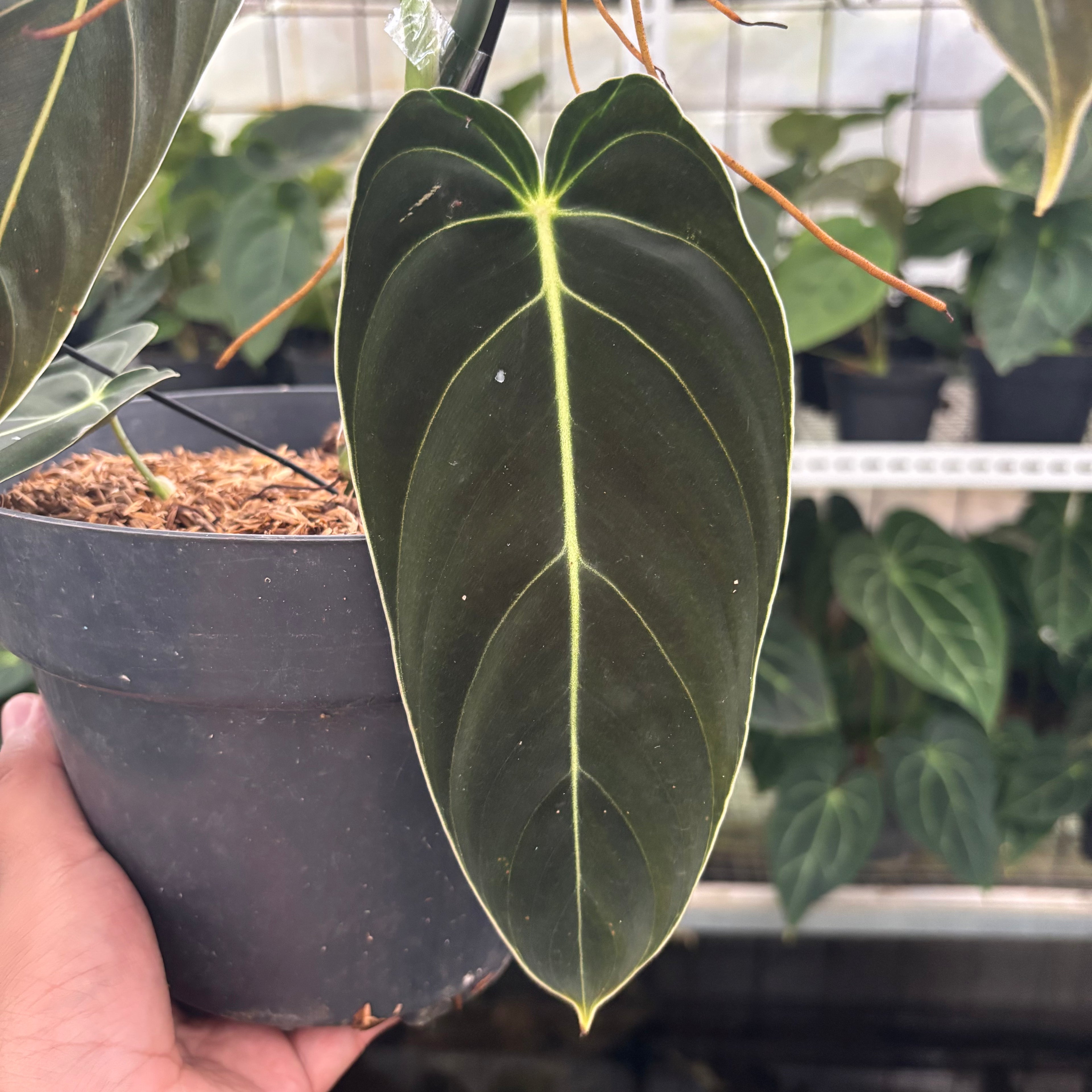 RP29-12 Philodendron Melanochrysum Medium