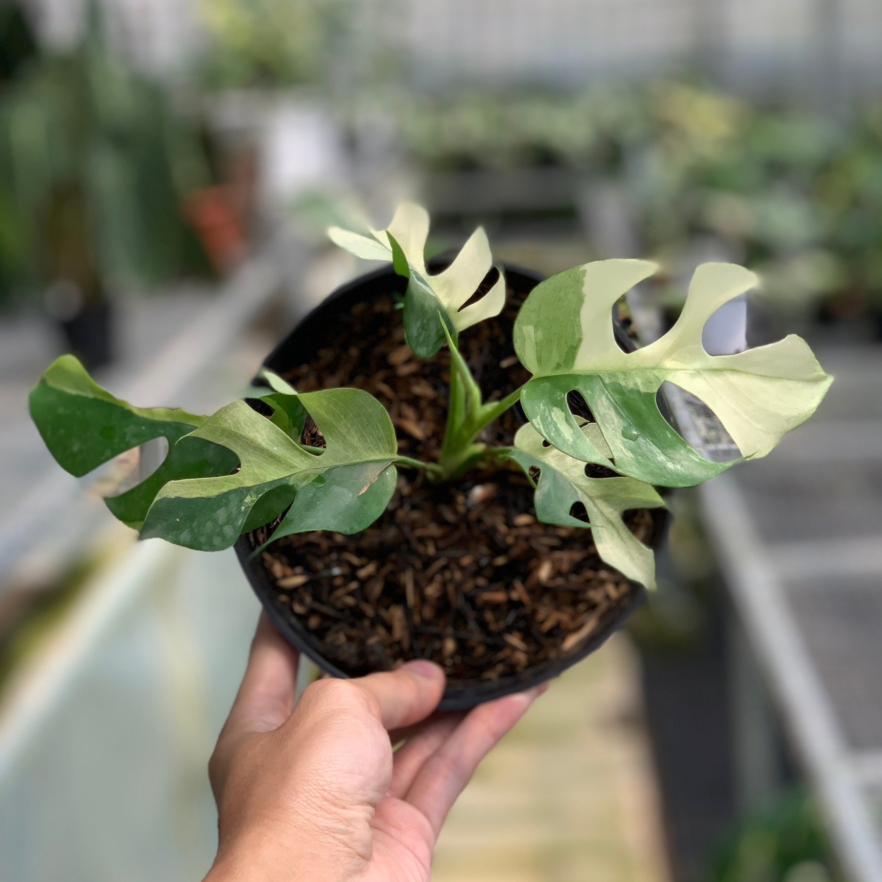 RP19-5 Rhaphidophora Tetrasperma Variegated
