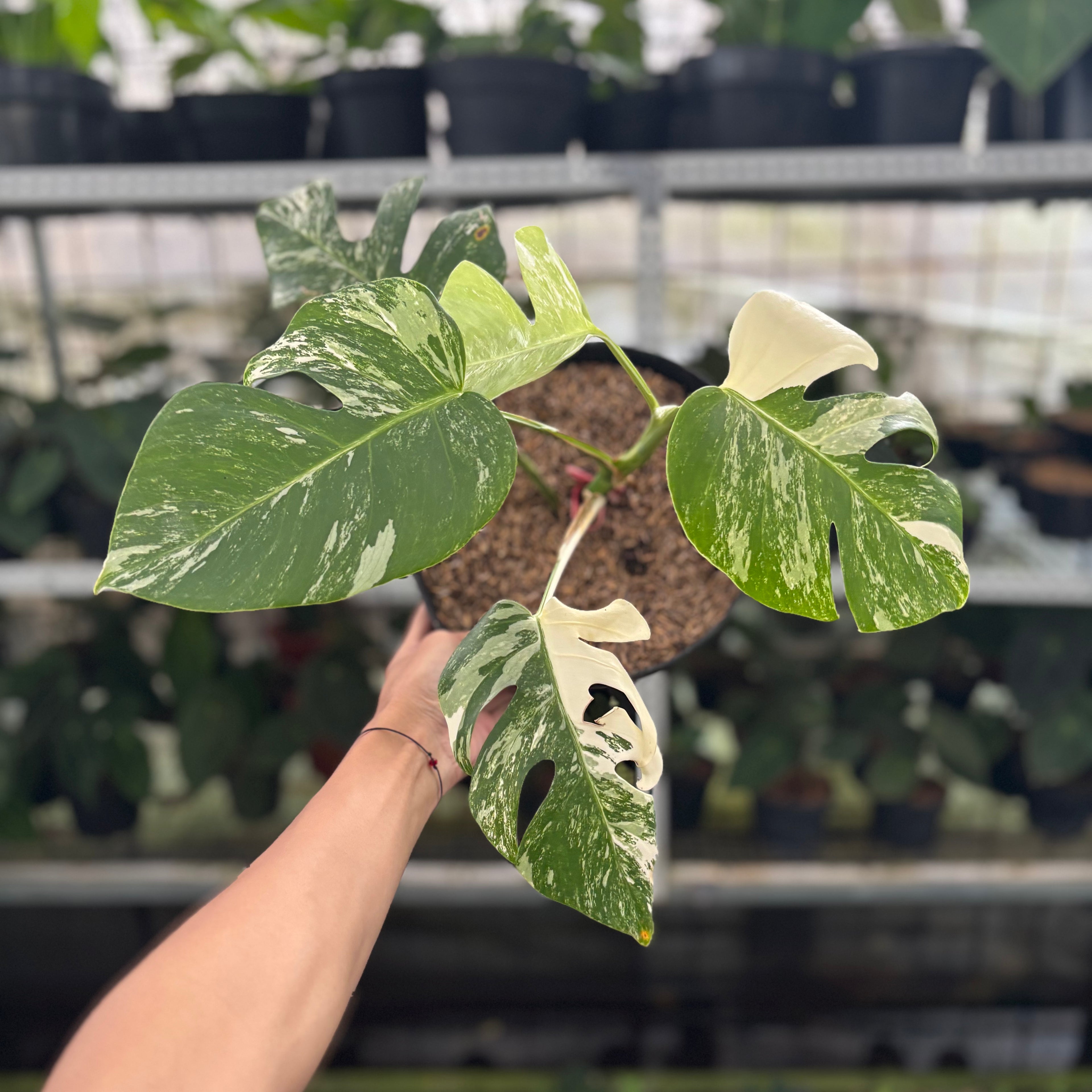 RP30-12 Monstera Albo Variegated