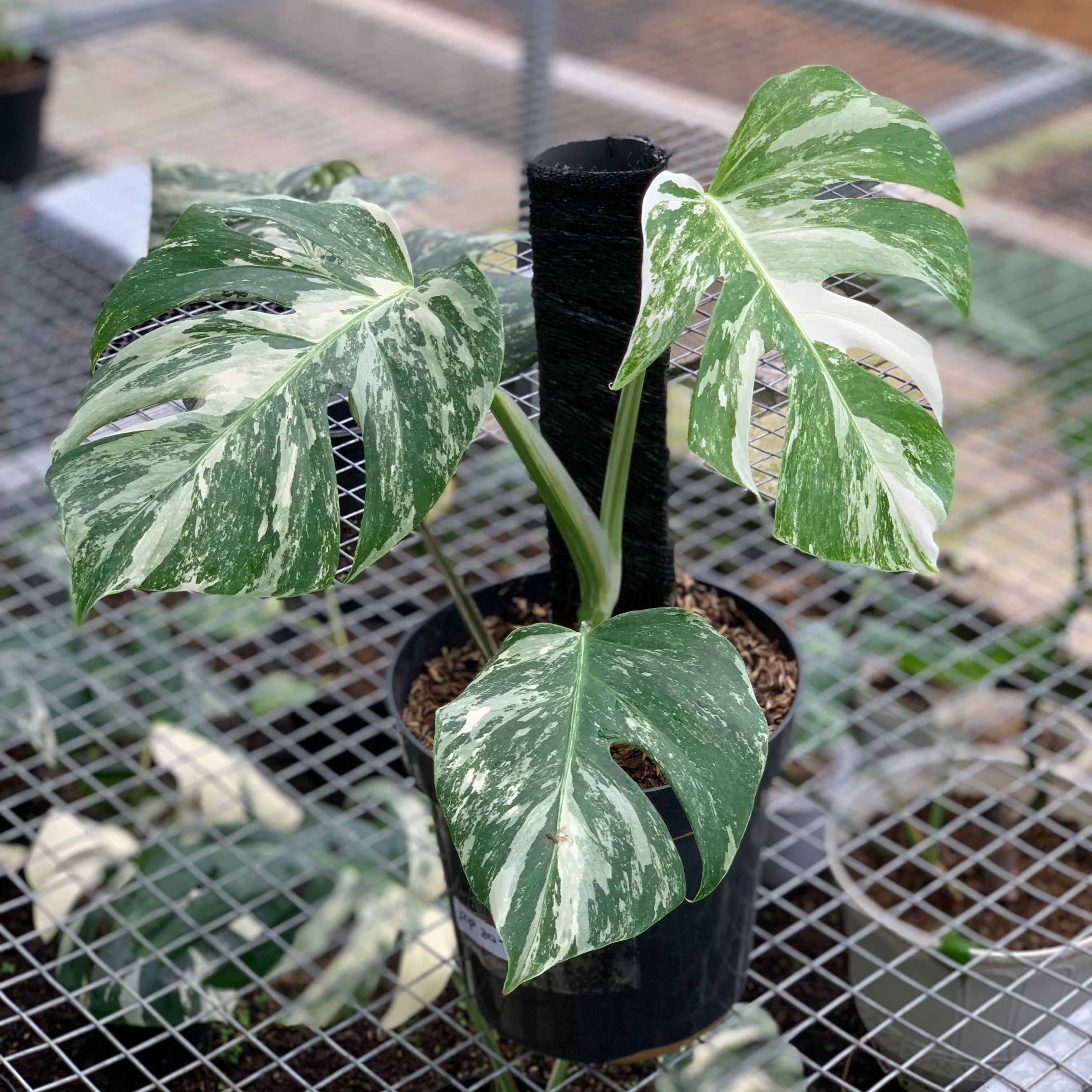 5 leaf monstera albo RP20-5 Monstera Albo Variegated – Greenspaces.id