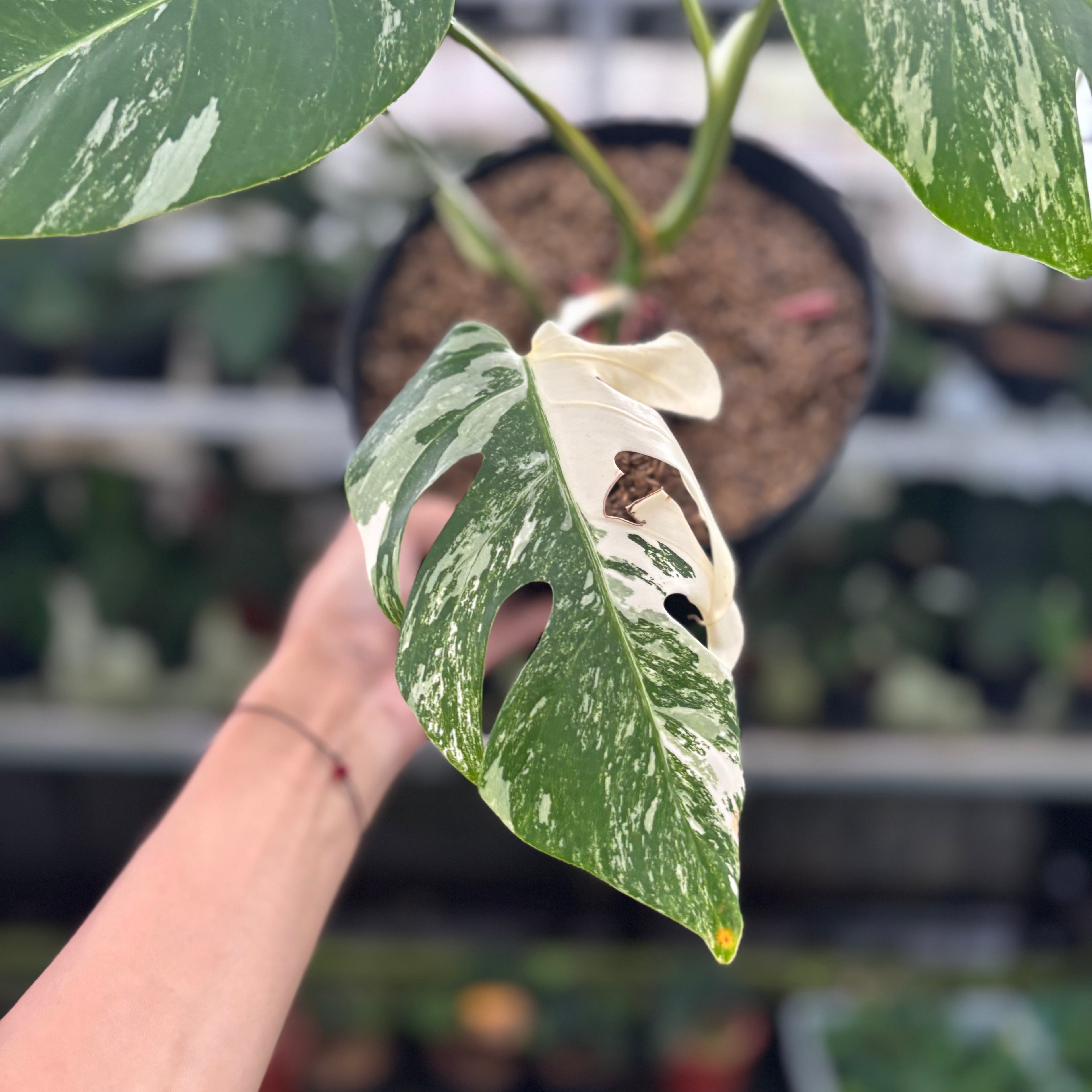 RP30-12 Monstera Albo Variegated