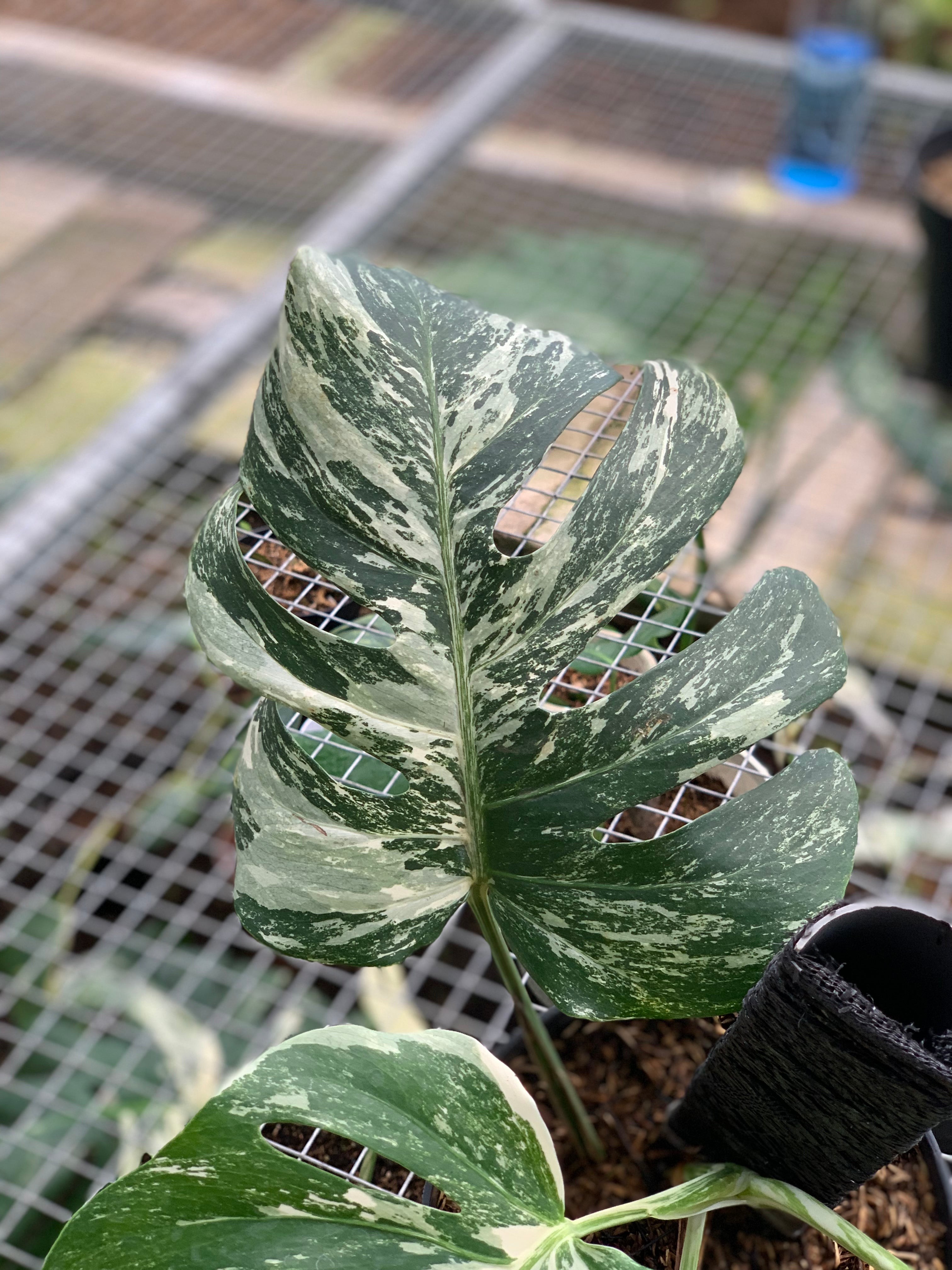 RP20-5 Monstera Albo Variegated
