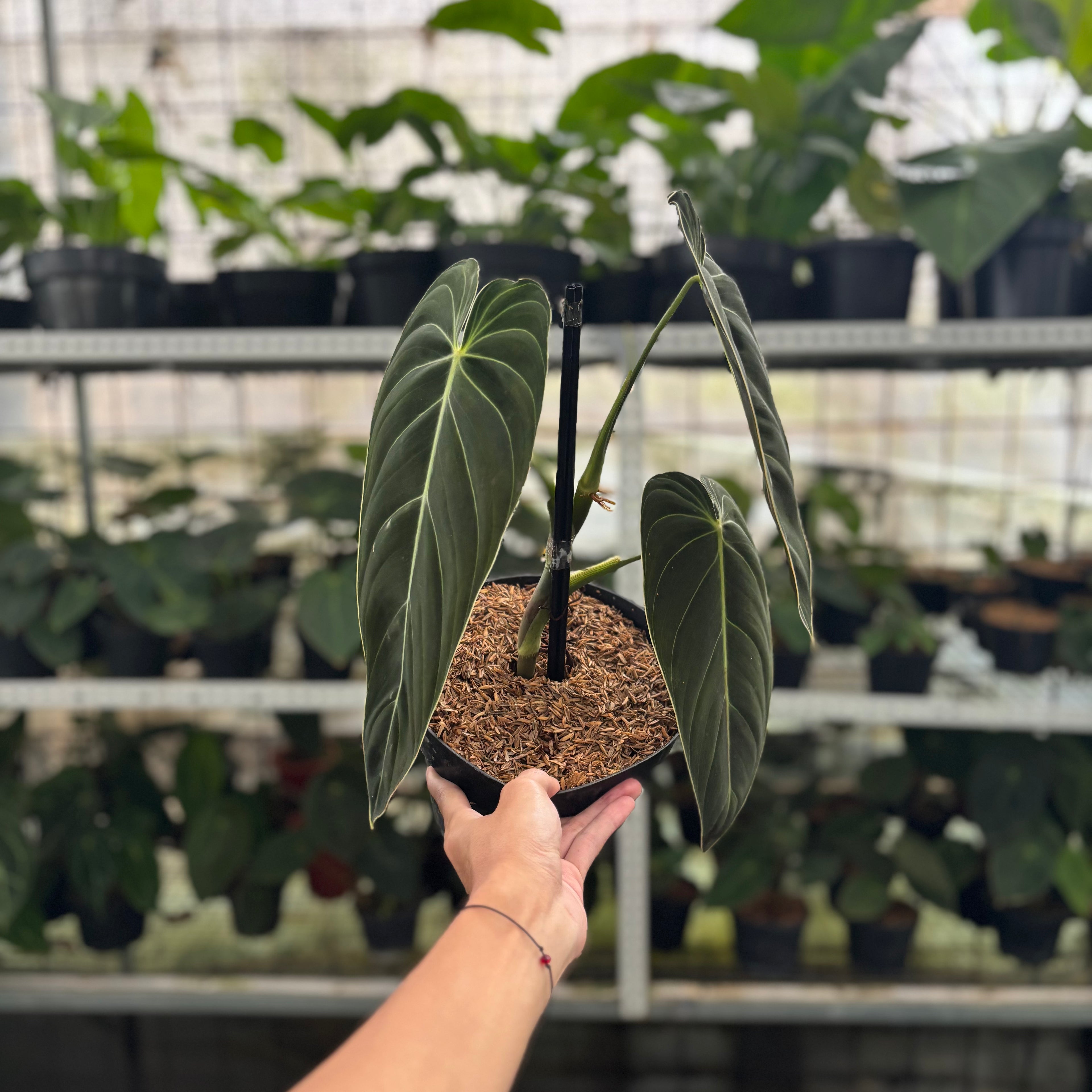RP31-12 Philodendron Melanochrysum Medium