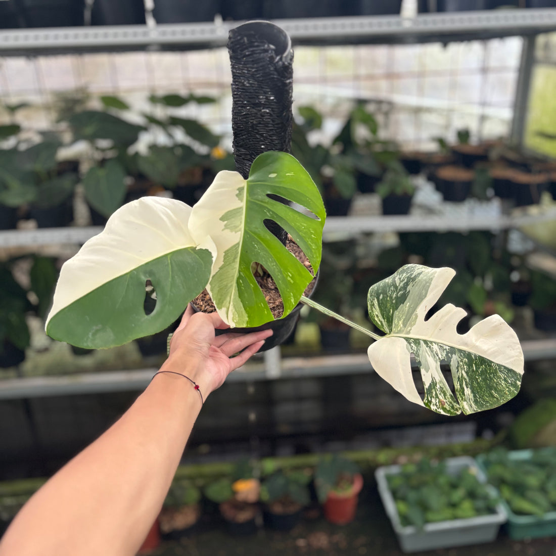 RP32-12 Monstera Albo Variegated