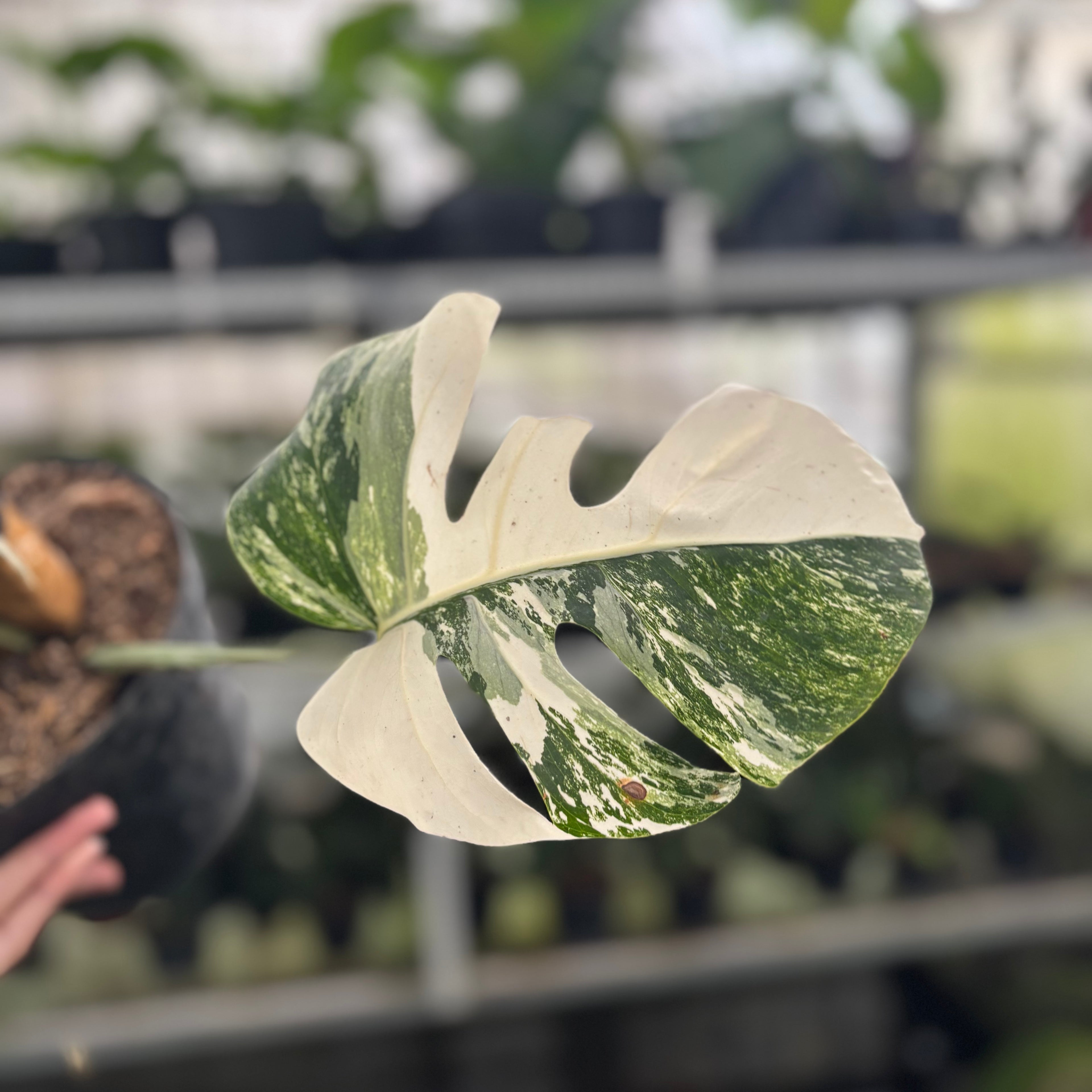 RP32-12 Monstera Albo Variegated